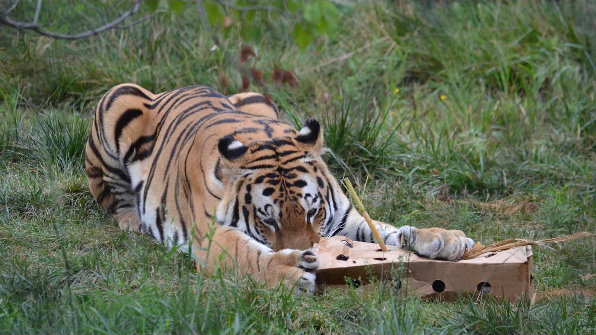 PHOTOS: Rosebrough Tiger Passage Showcases Cleveland Metroparks Zoo's ...