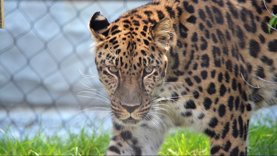 Asian Highlands is latest immersive environment at Cleveland Metroparks ...