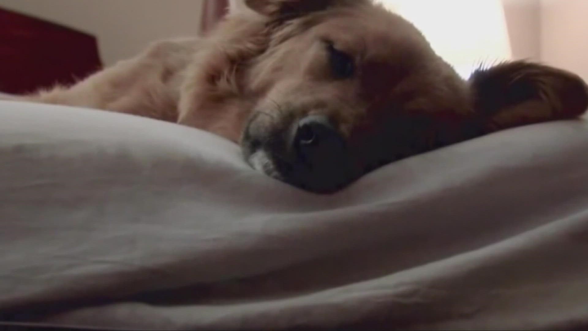 About half of all pet owners say they share their bed with pets. But are they sacrificing a good night's sleep?