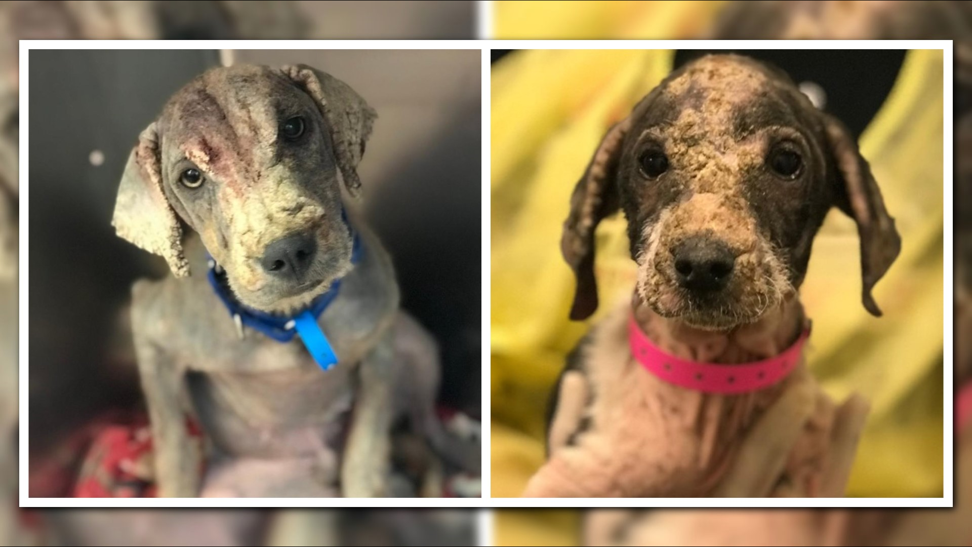Local pet rescuers to save more than 45 dogs from severe hoarding ...