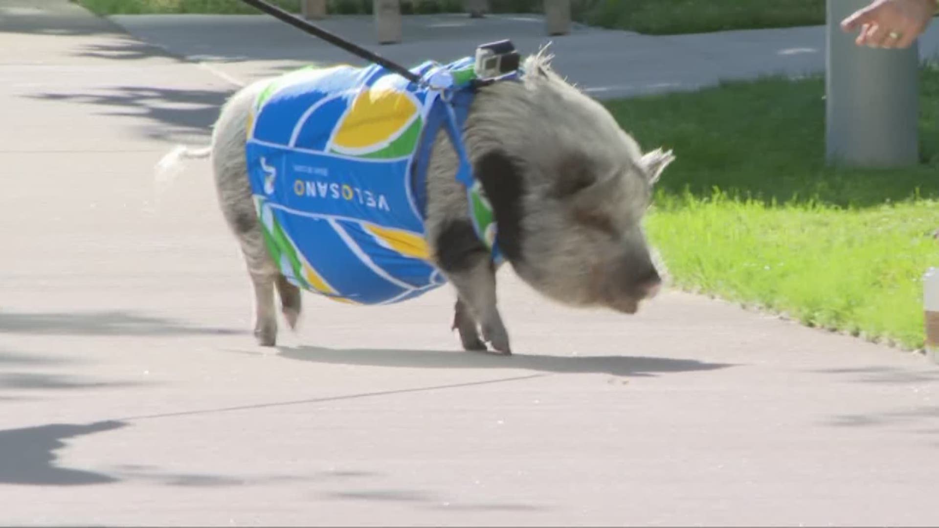 June 25, 2018: Meet Zumi the pig. Zumi has been raising money for all the VeloSano bicycling events held in Cleveland with the help from her doctor mom Krista Dobbie.