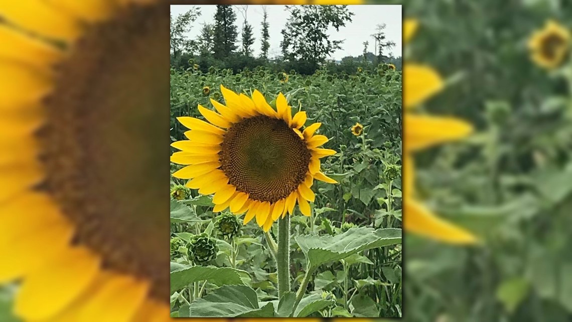 Portion of flowers at Maria’s Field of Hope in Avon begin to bloom ...