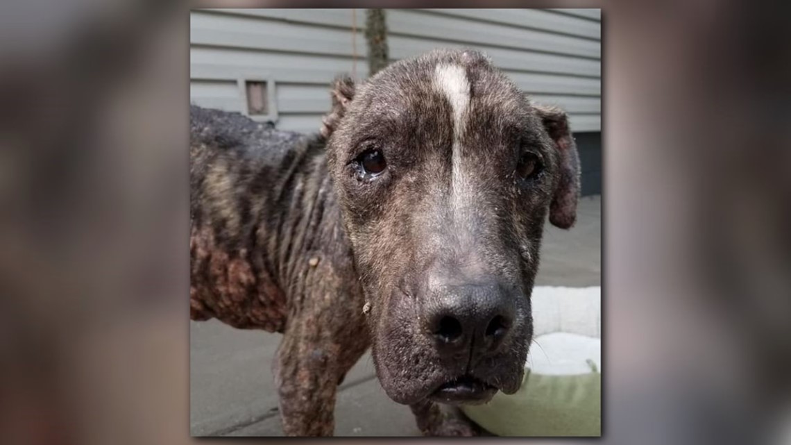 Abused dog called 'worst case' of animal neglect taken to