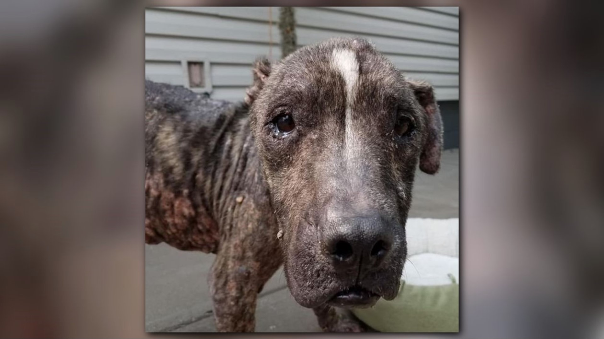 Abused dog called ‘worst case’ of animal neglect taken to Ashtabula