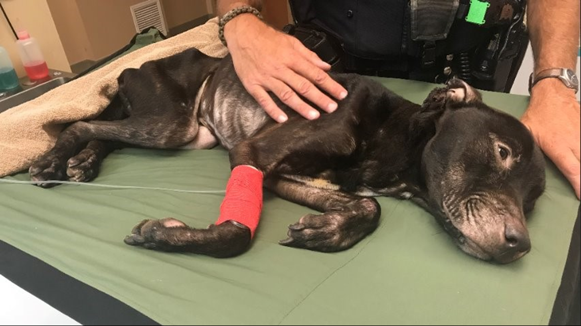 1 of 2 emaciated dogs rescued from backyard in Lorain dies | wkyc.com