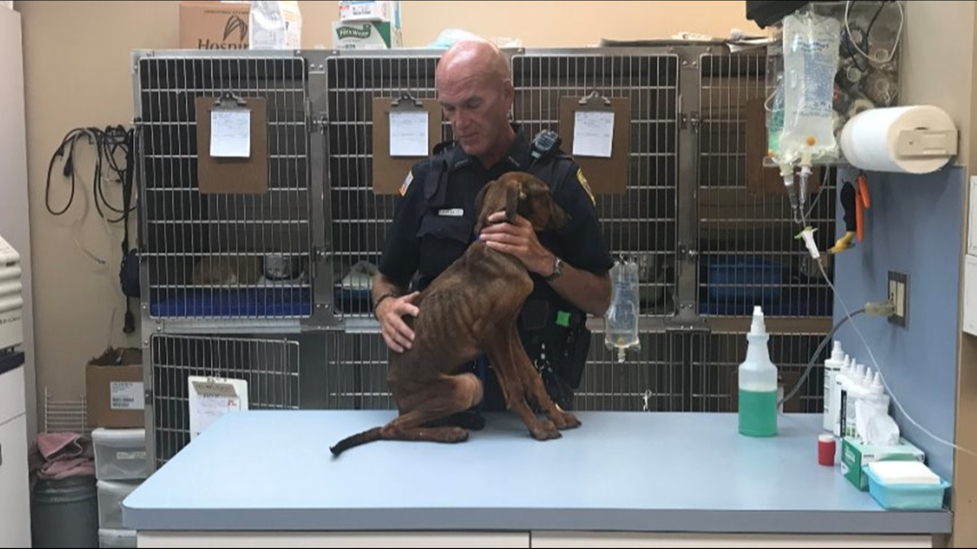 1 of 2 emaciated dogs rescued from backyard in Lorain dies | wkyc.com