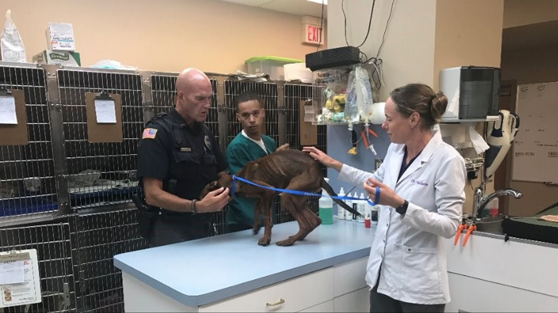 1 of 2 emaciated dogs rescued from backyard in Lorain dies | wkyc.com