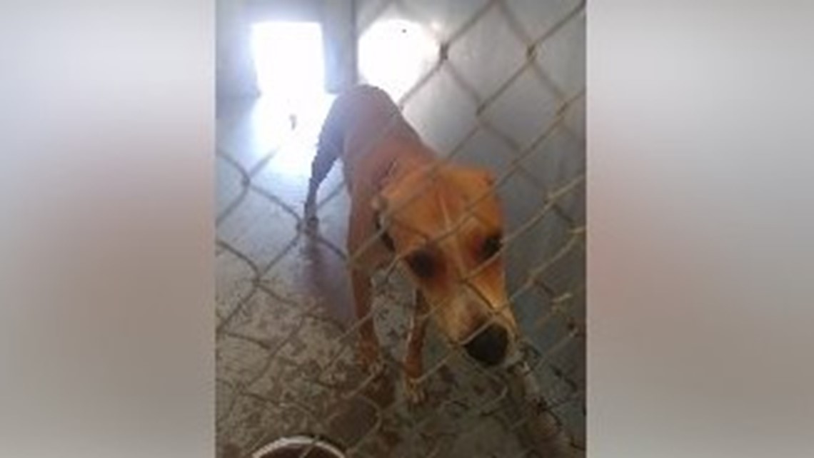 Lorain County Dog Kennel Is Full Bringing Risk Of Euthanization Adopters Sought Wkyc Com