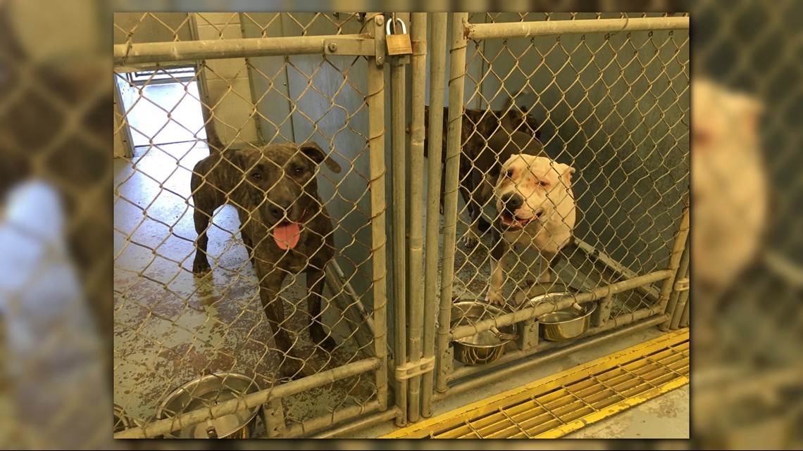 Does your home have room for a furry friend? The Lorain County Dog