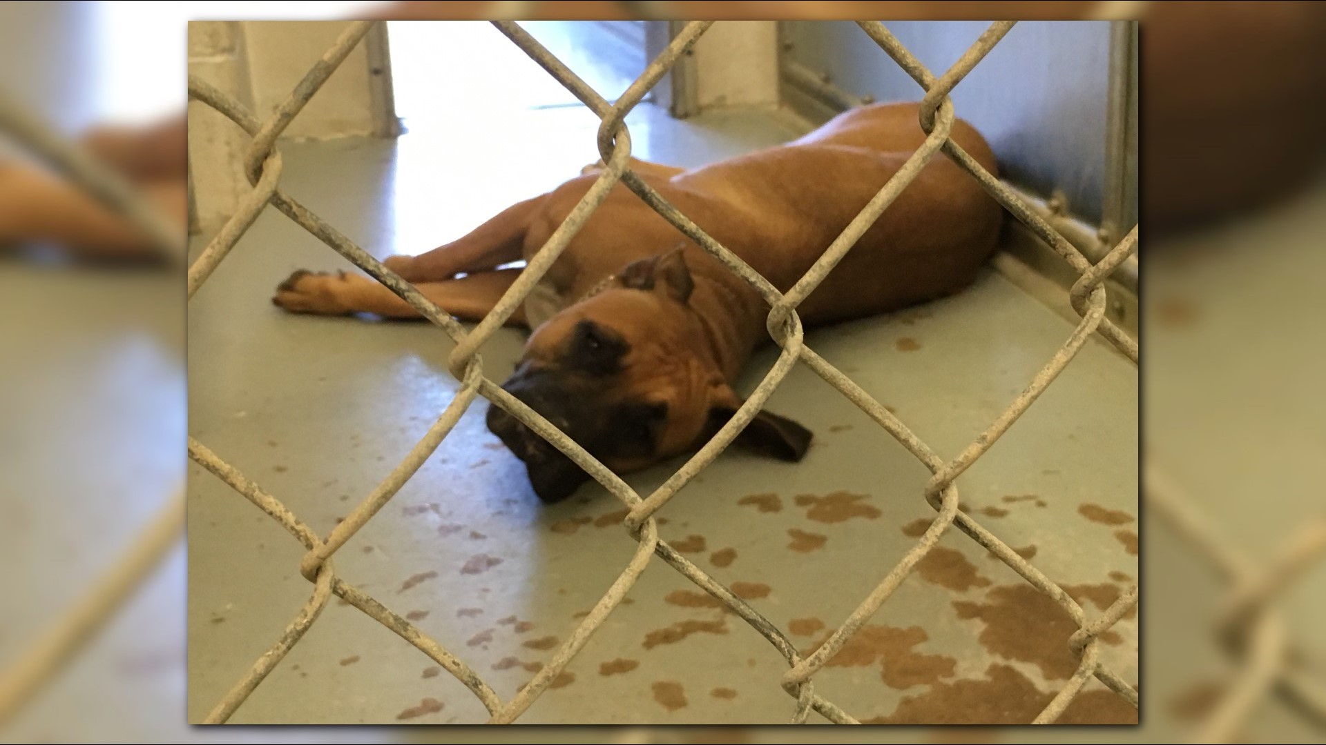 Does your home have room for a furry friend? The Lorain County Dog