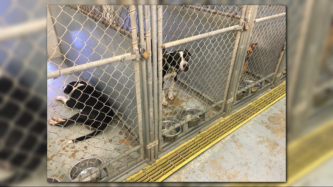 Does your home have room for a furry friend? The Lorain County Dog