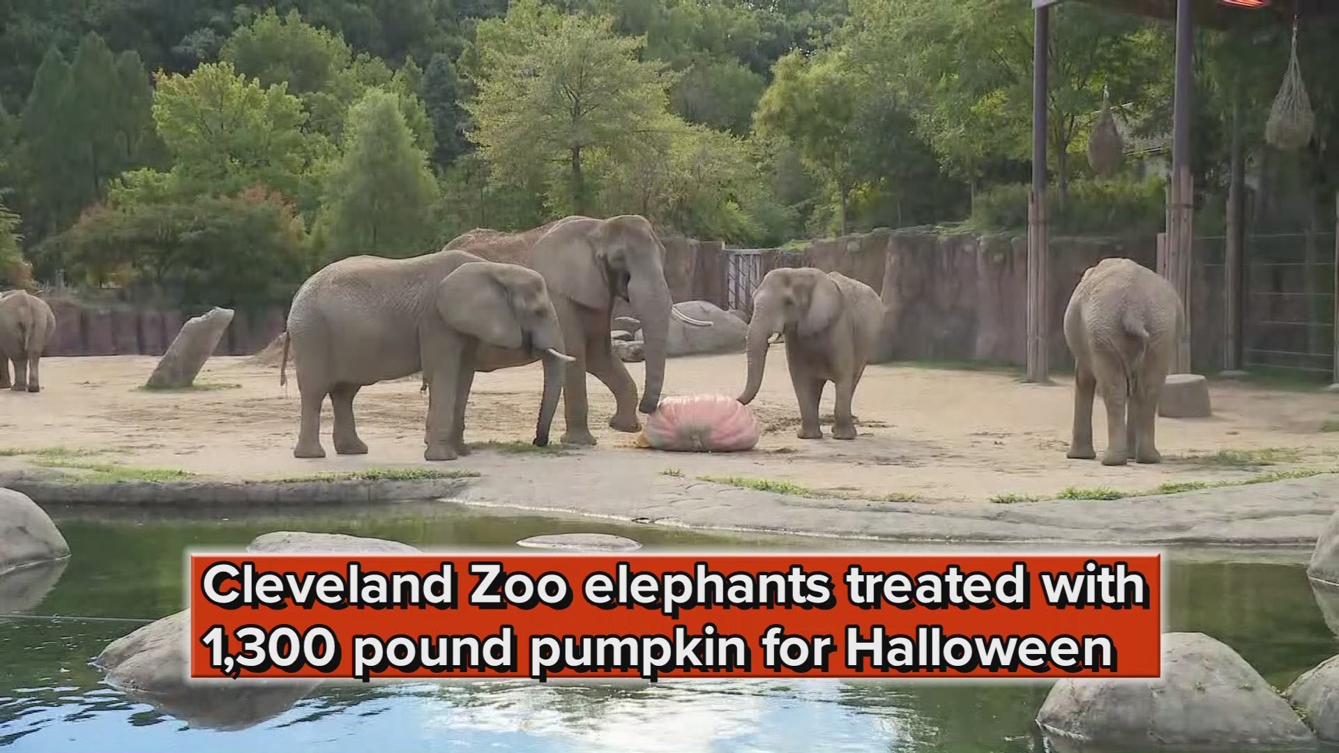 Cleveland Zoo elephants treated with 1,300 pound pumpkin for Halloween