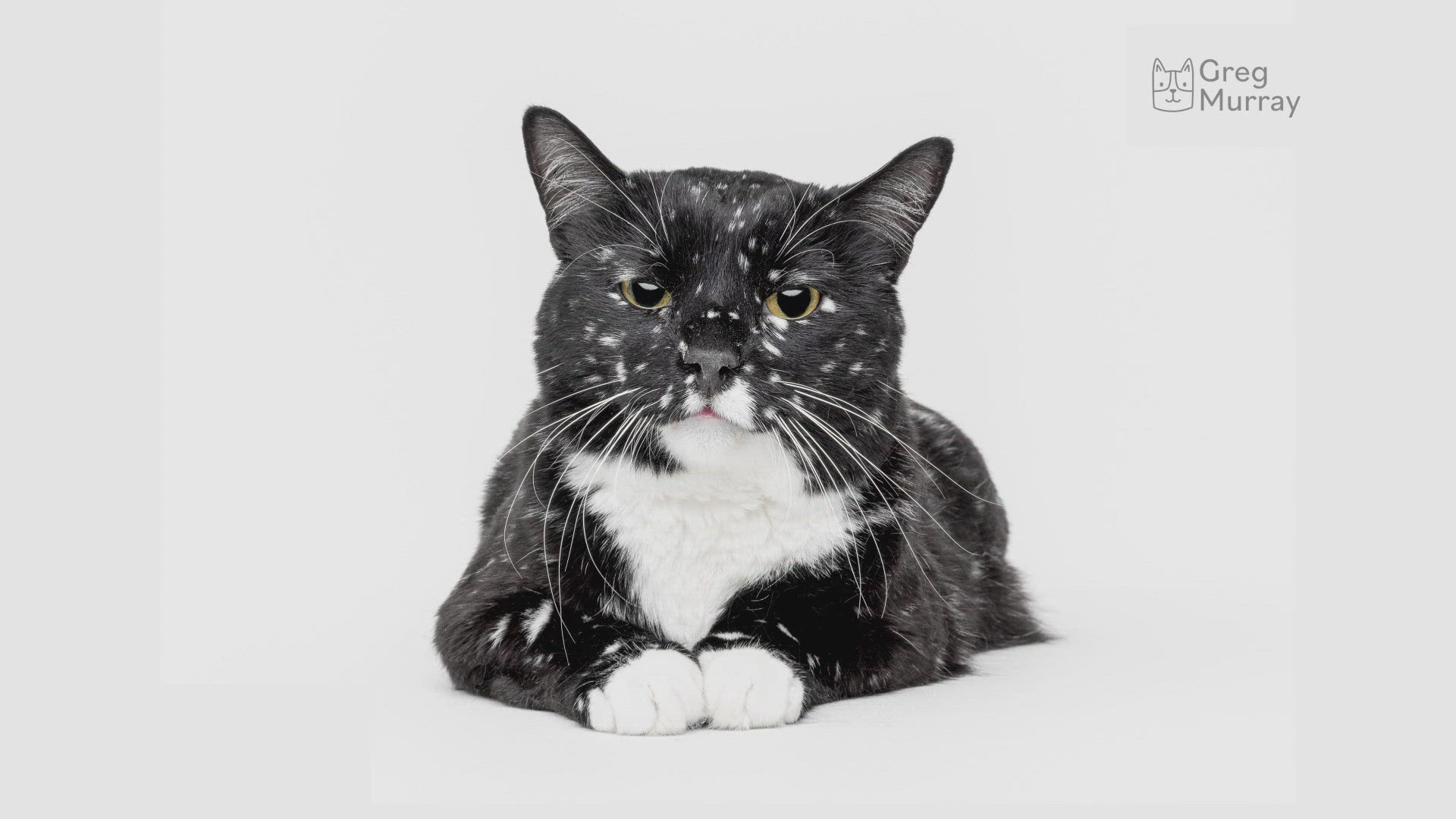 A portion of proceeds from Gatsby the Galaxy Kitty's calendar will go to help organizations providing low-cost services.