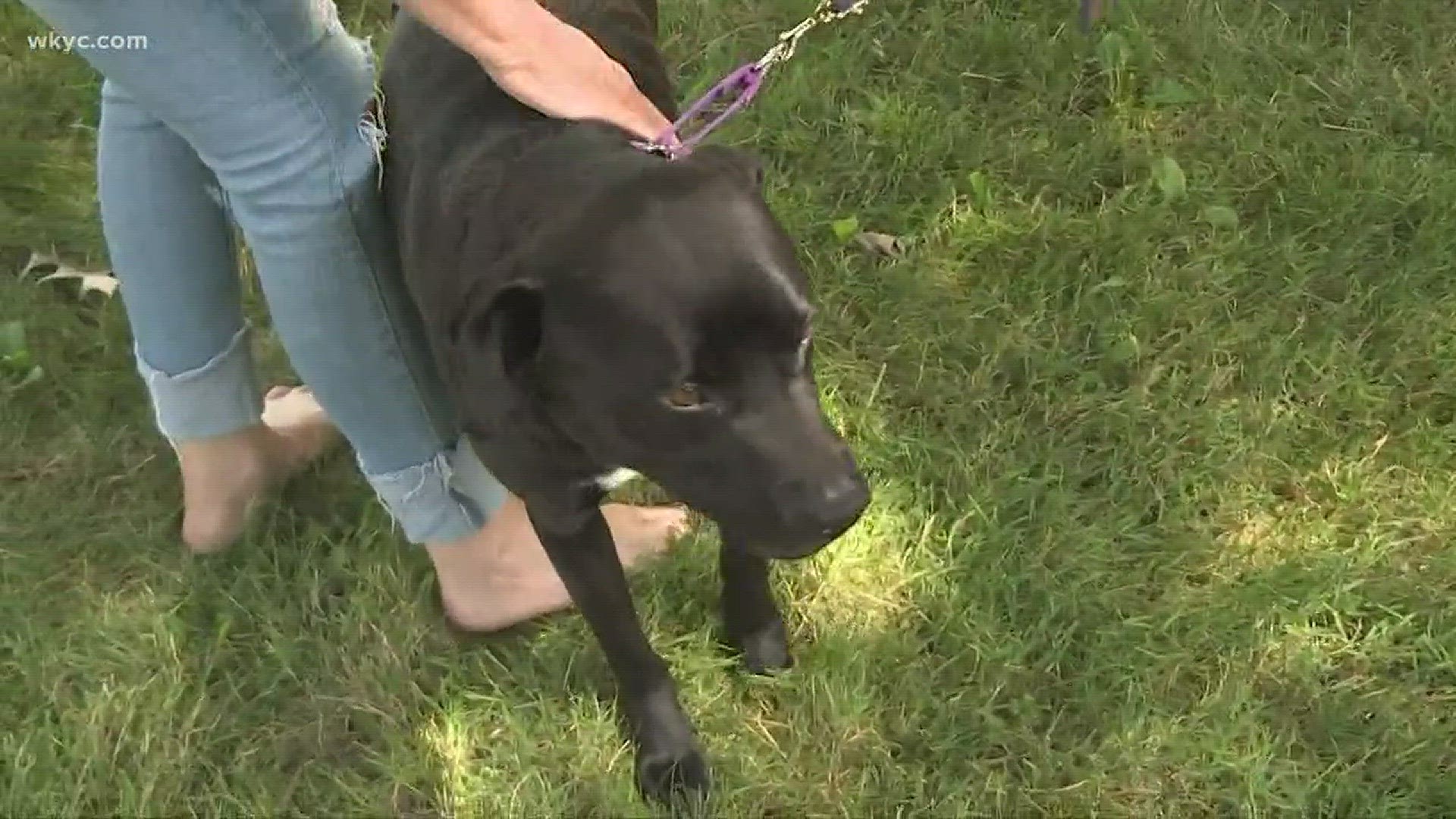 Middleburg Hts family gets dog back, still frustrated with city