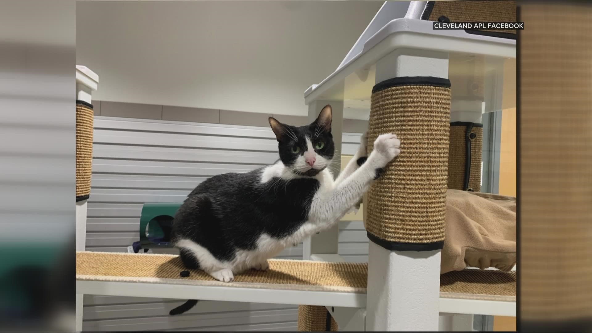 The 20 cats are now available for adoption at the Cleveland APL.