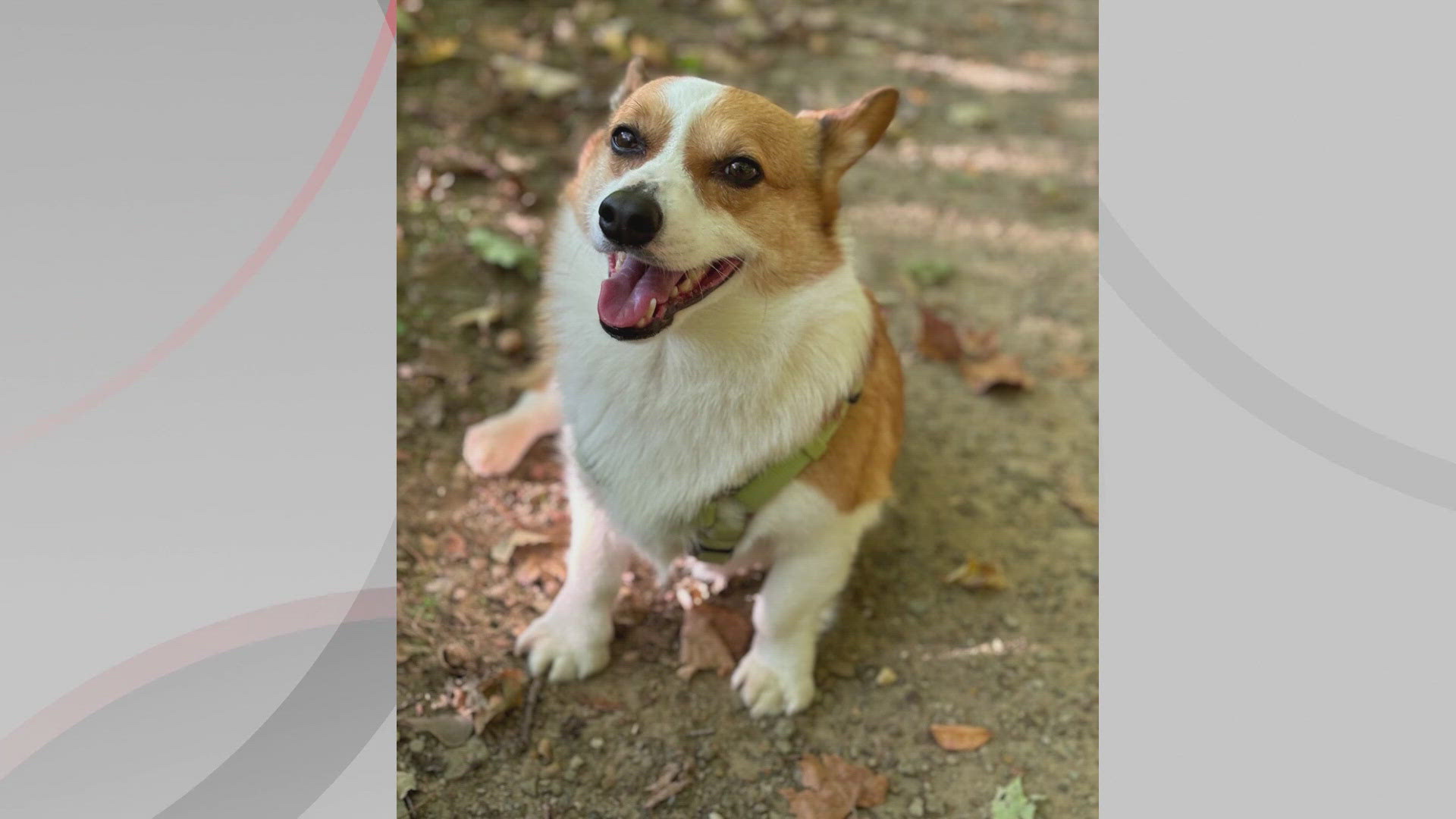 We’re introducing you to Cosmo for this edition of Doggone Weather for Wednesday, Nov. 20, 2024. Thanks to Ashley from Broadview Heights for sending in the photo.