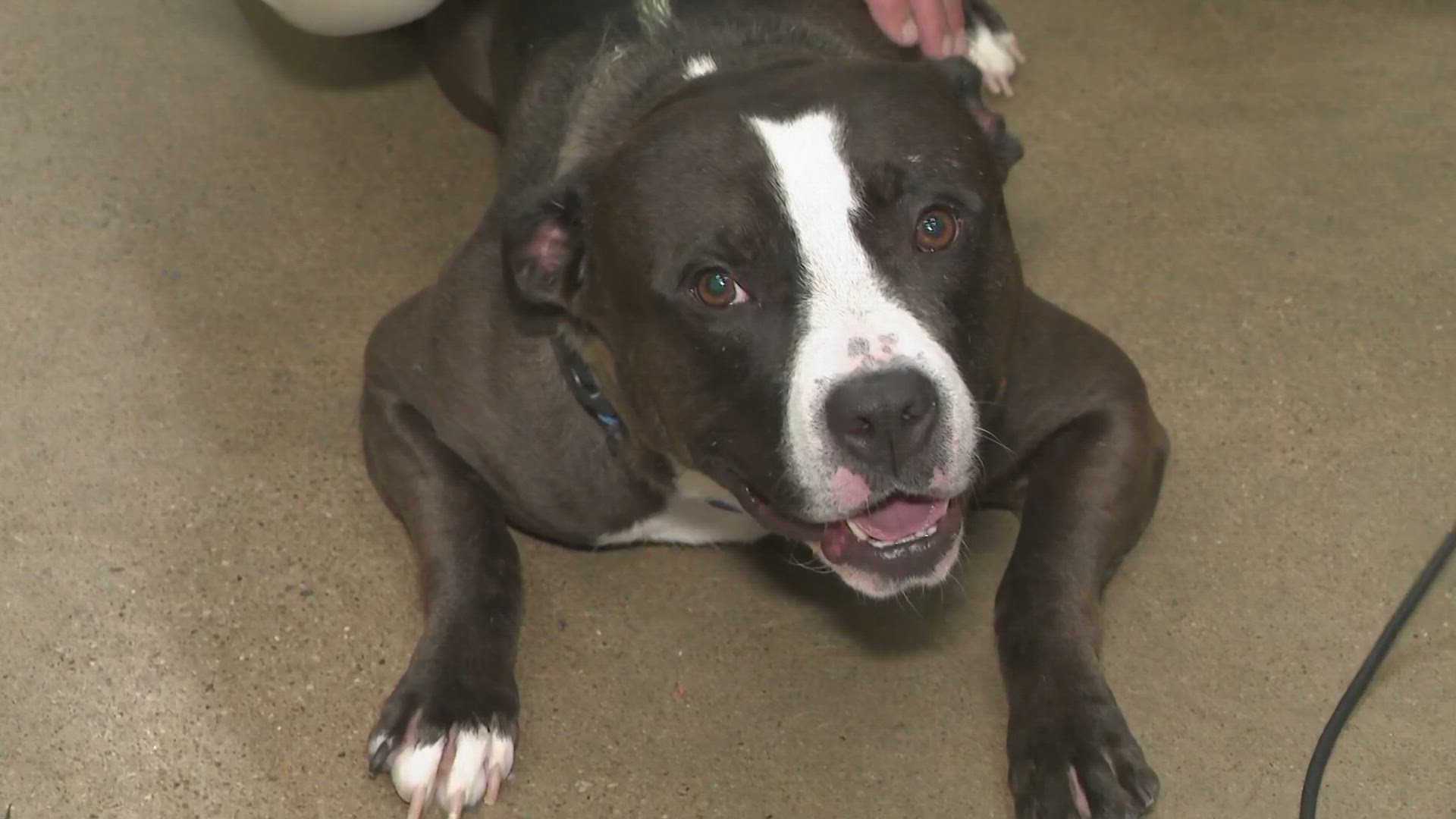 Clear the Shelters 2023: Visiting with City Dogs in Cleveland | wkyc.com