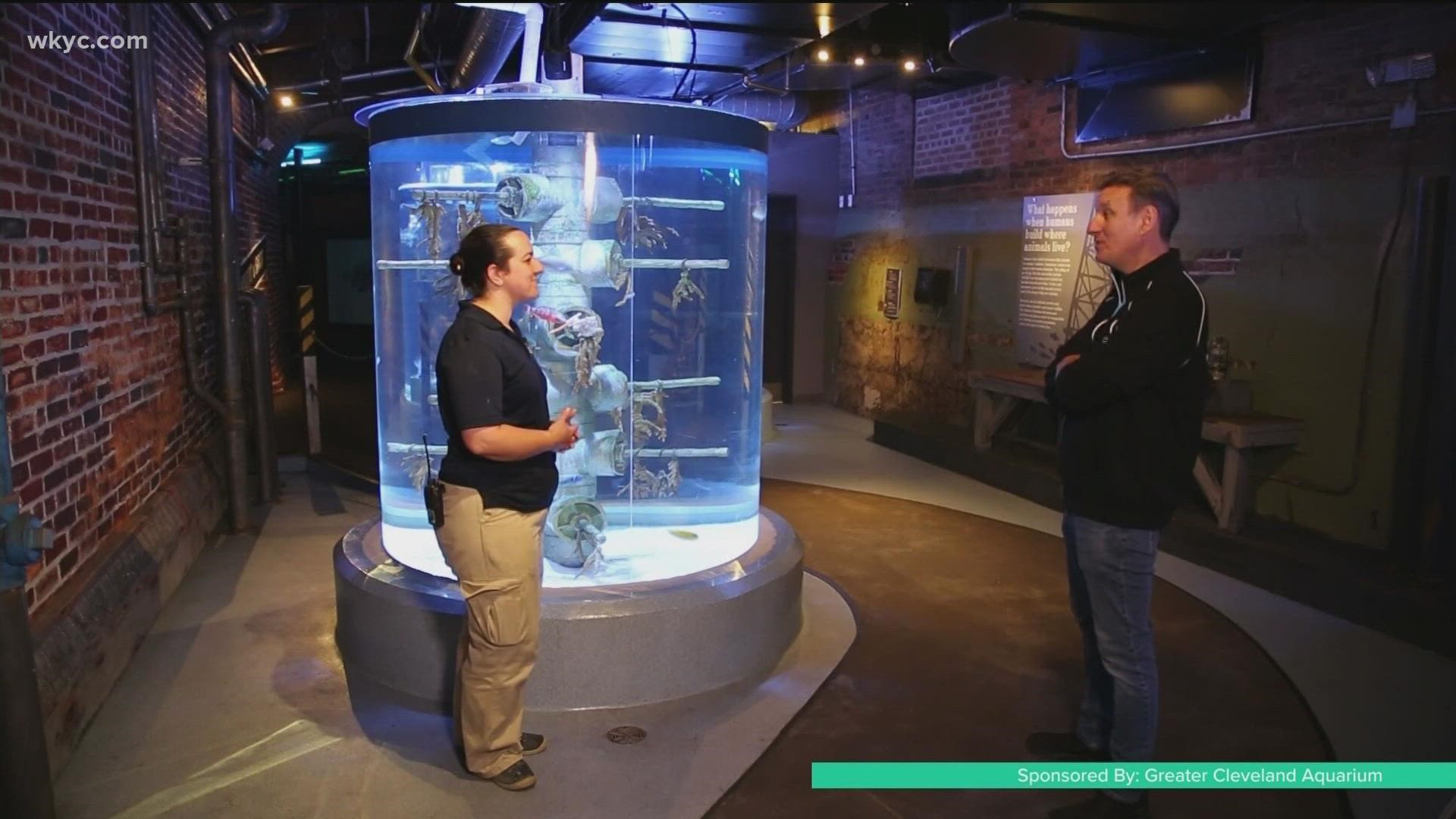Joe is on an aquatic adventure today! He talks with Bethany Hickey, from the Greater Cleveland Aquarium, about fun learning that the whole family can enjoy.