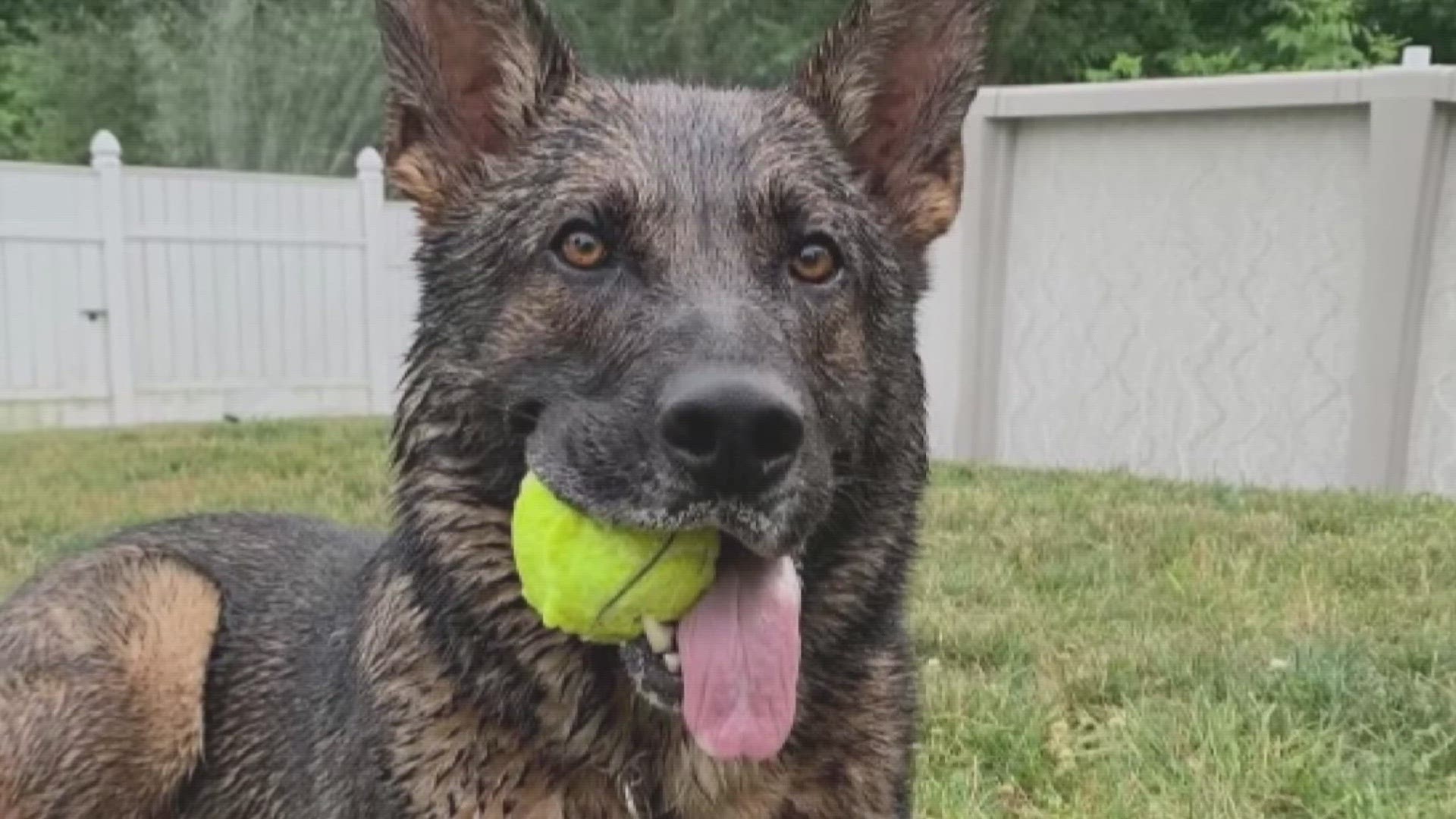 K-9 Igor has been apart from his handler for two weeks with no resolution to his dilemma. Former Officer Chad Hagan has offered the city $10,000 for the dog.