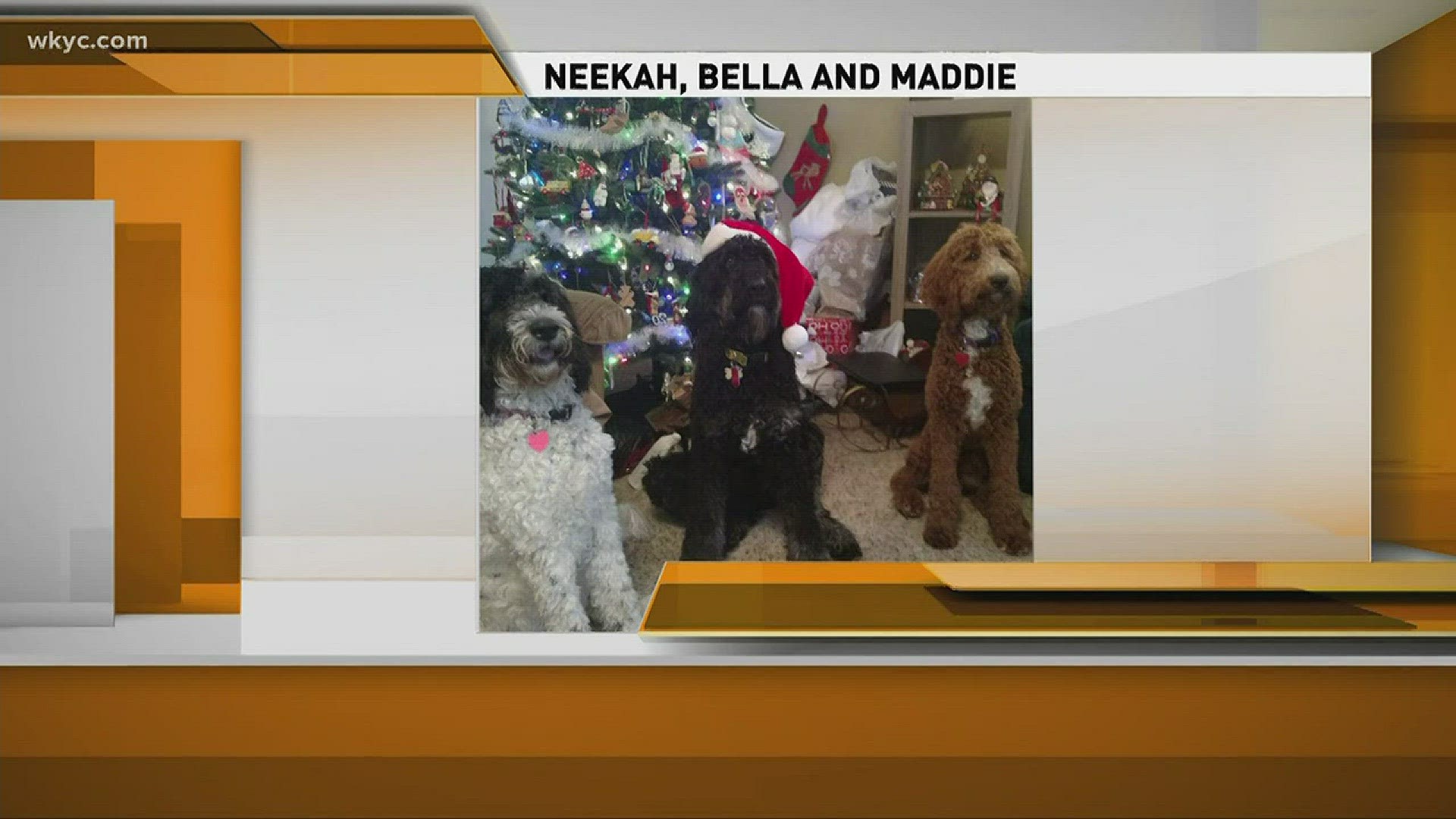 Doggone Weather- Neekah, Bella, and Maddie