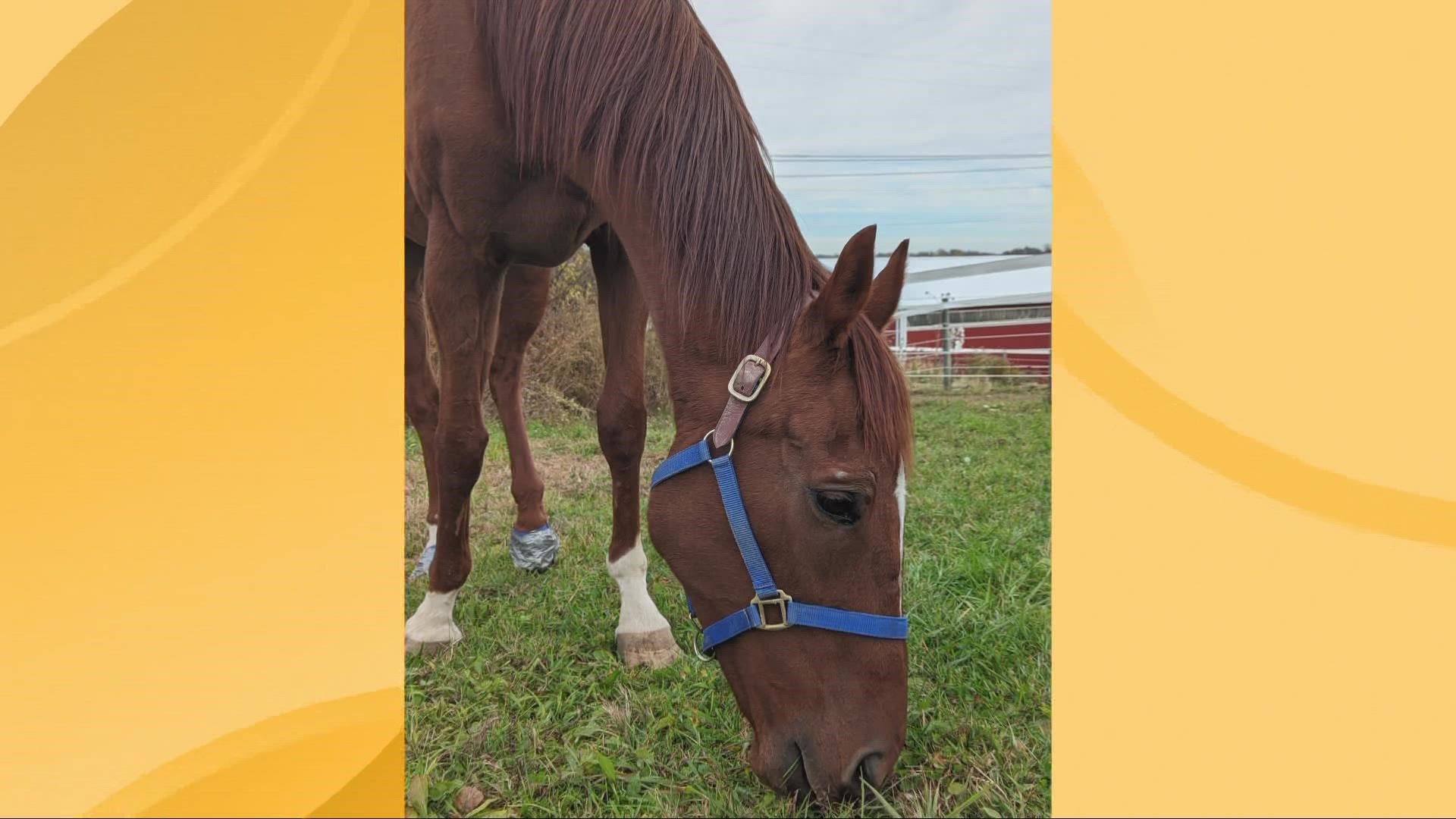 3News' Kierra Cotton visited Forever Amber Acres Animal Sanctuary in Medina to show off the work they are doing to help empower veterans with horses.