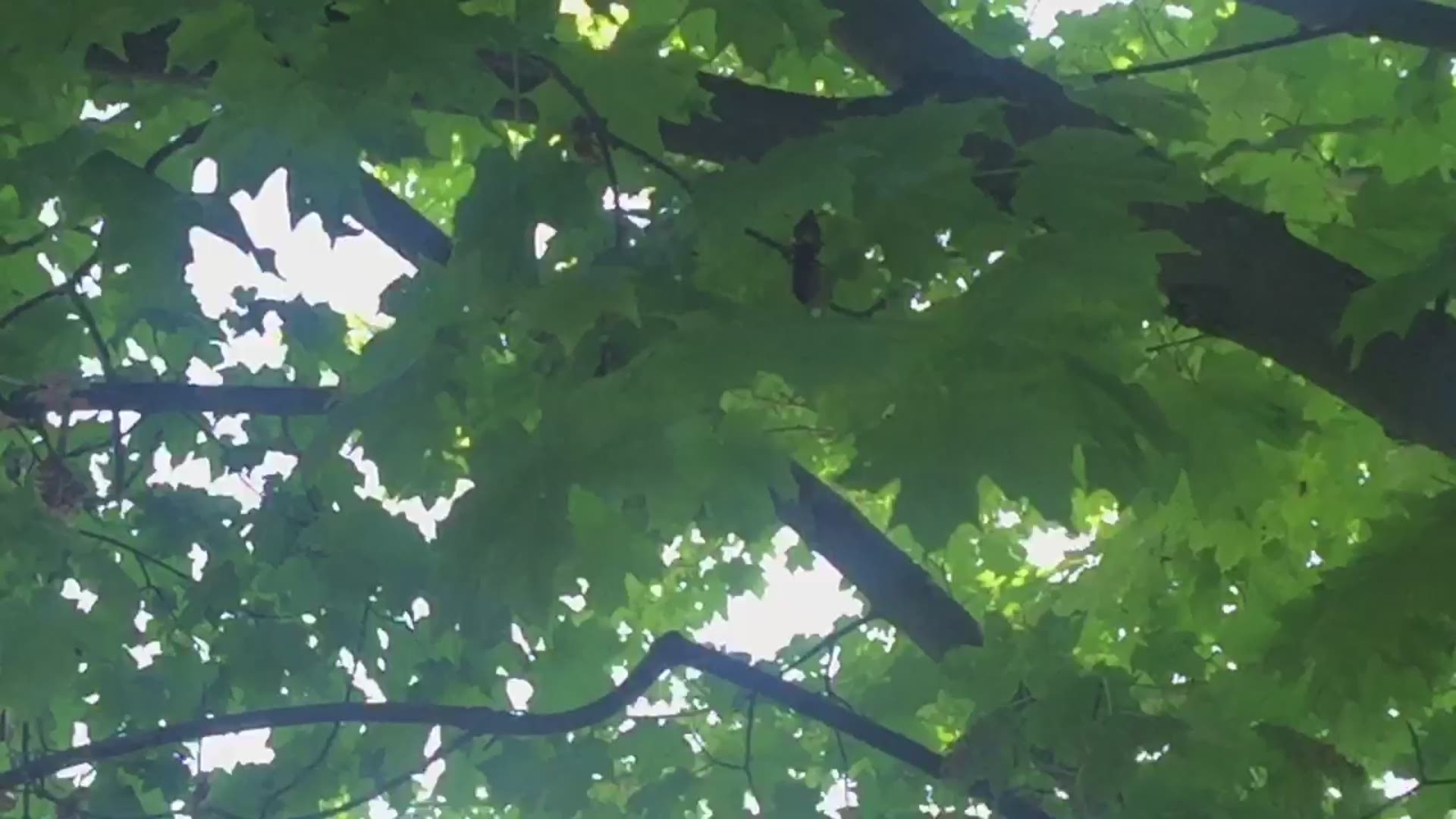 Cicadas in Mansfield