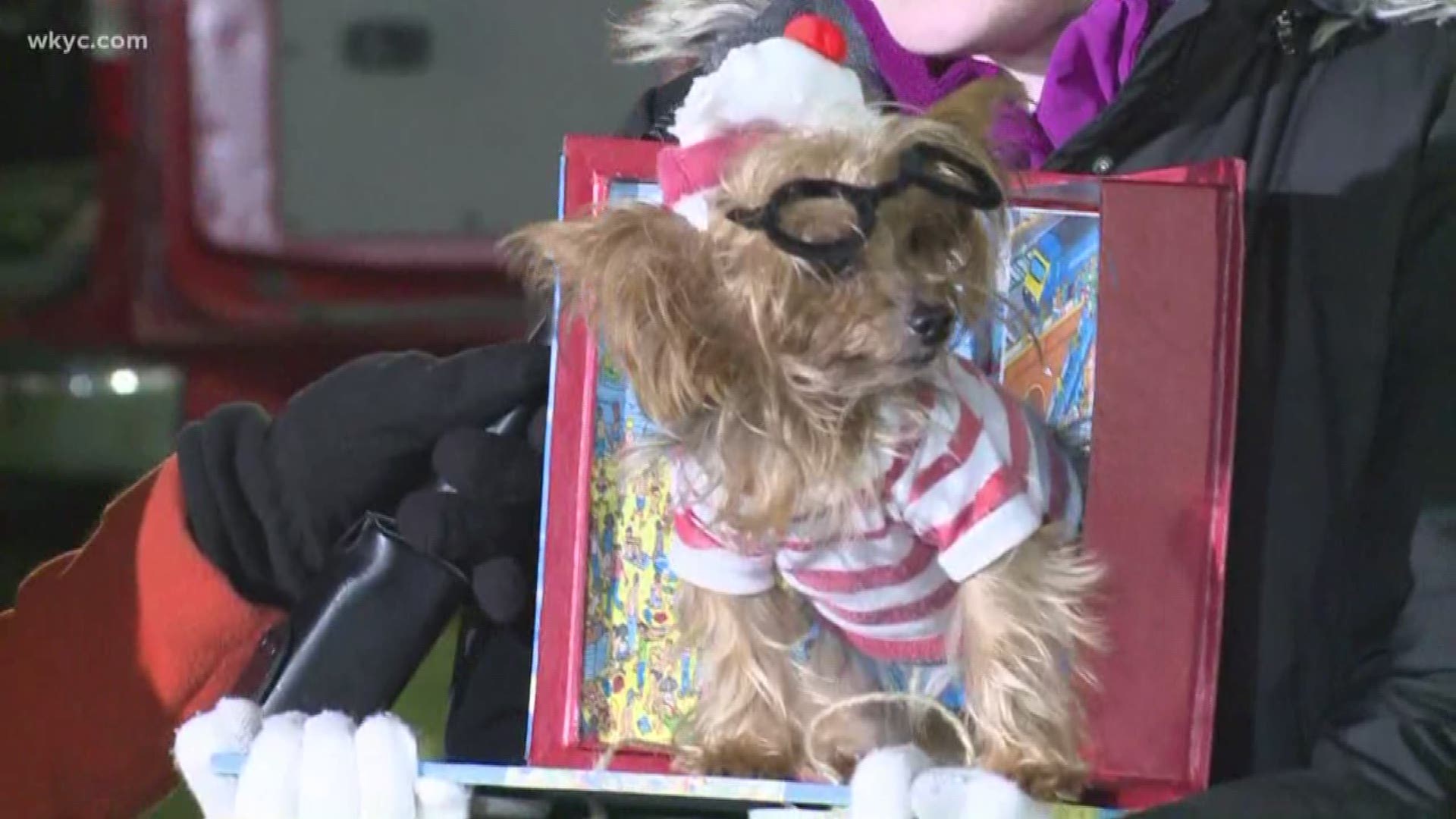 Oct. 18, 2018: Look how cute this pup is! It's dressed as 'Where's Waldo' for Lakewood's annual Spooky Pooch Parade.