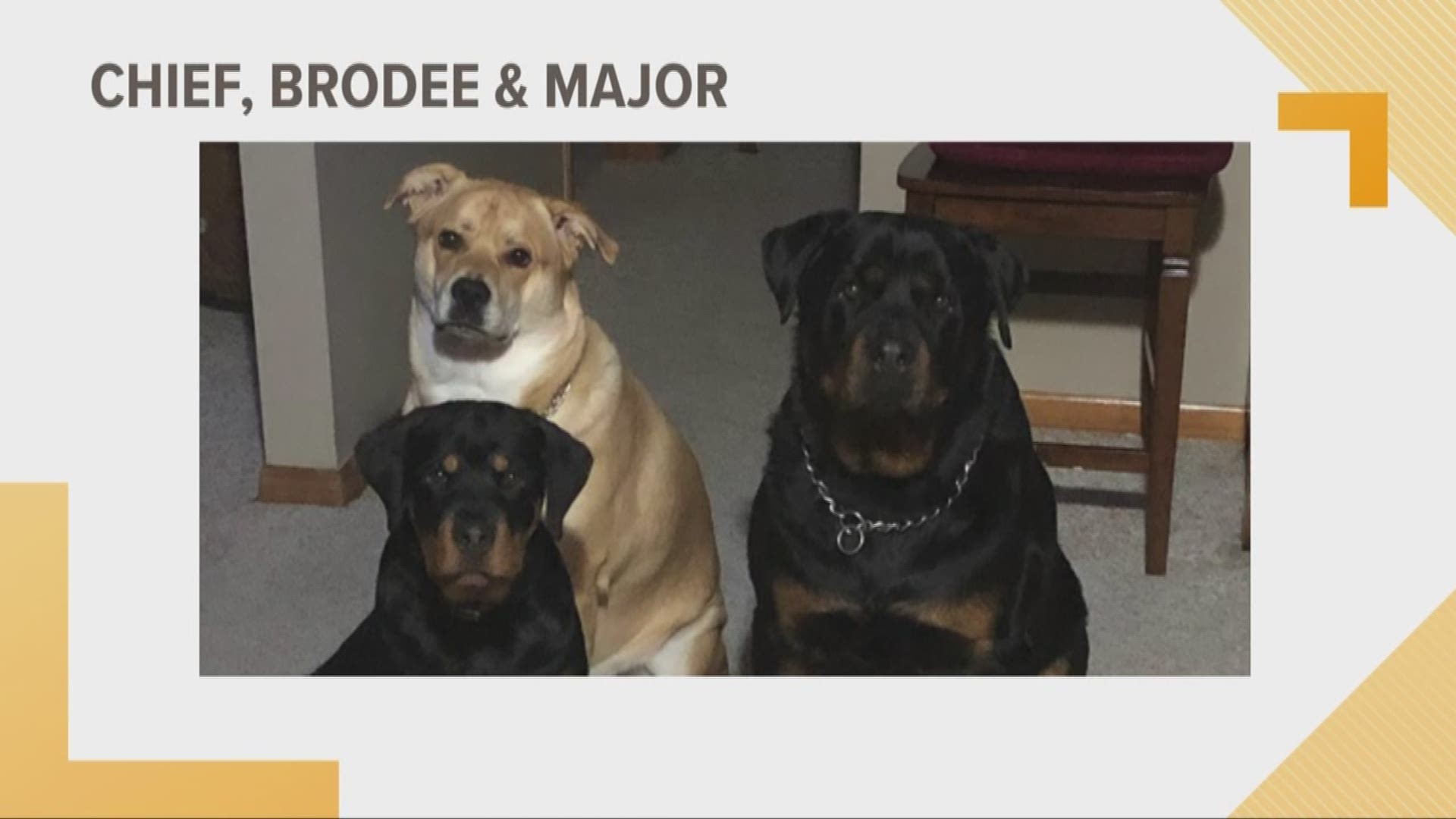 Doggone Weather: Chief, Brodee, & Major
