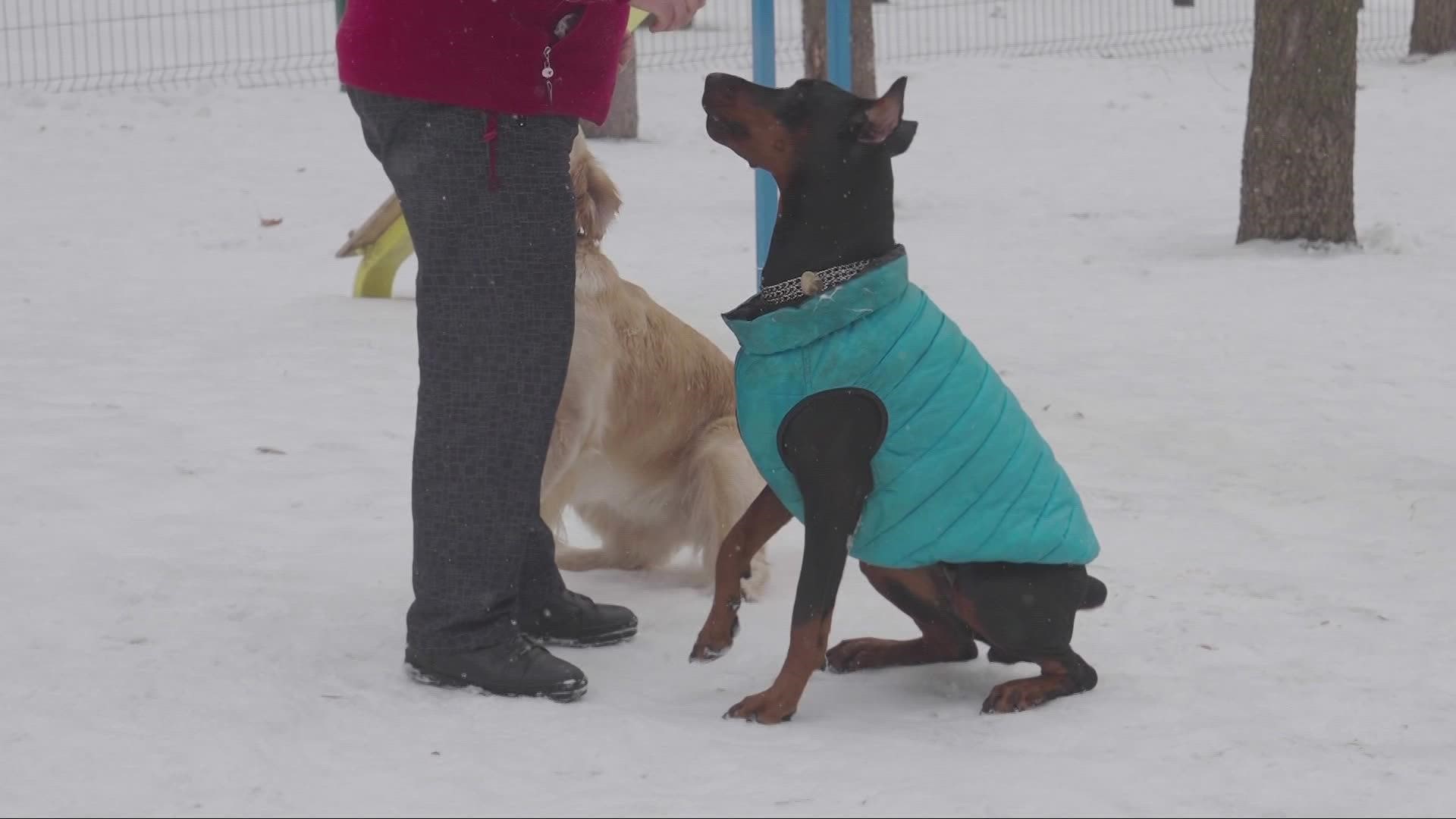 We get some expert advice on winter safety tips for your dogs.