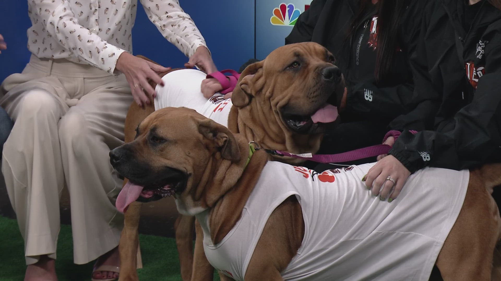 3News at 5 welcomes Garrett and Jeudy from the Summit County Animal Shelter!