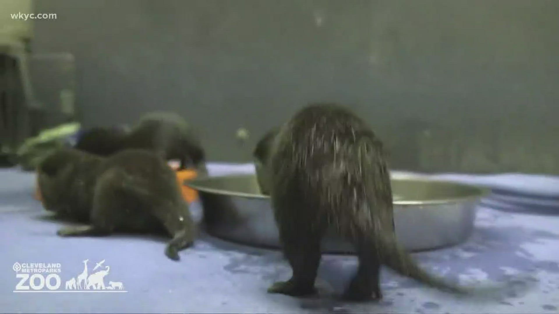 Cleveland Zoo's baby otters continue to be internet sensations