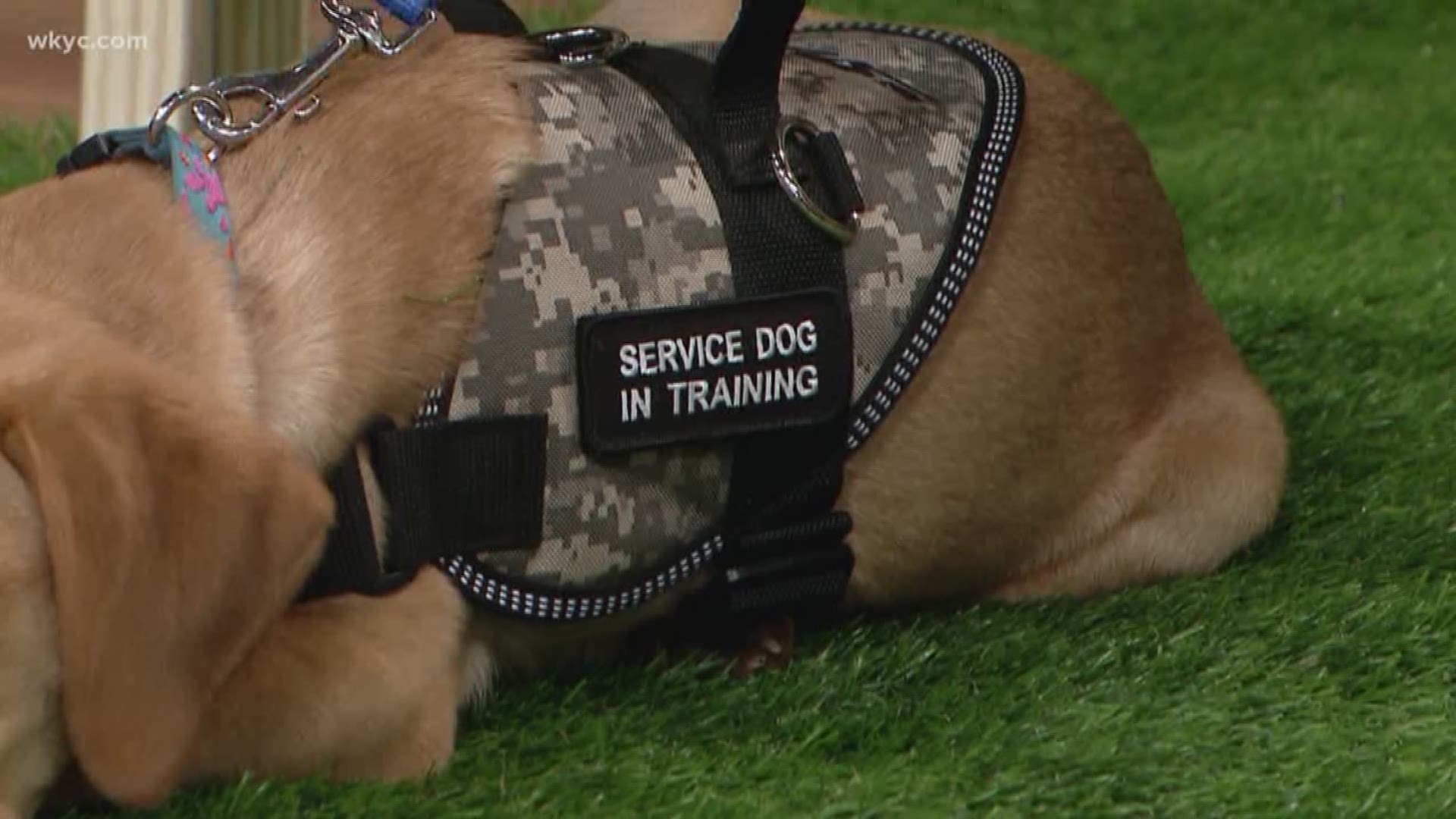 April 2, 2019: It's the next step in Roxy's training to become a Wags 4 Warriors service dog. She's now starting to wear her 'service dog in training' vest.