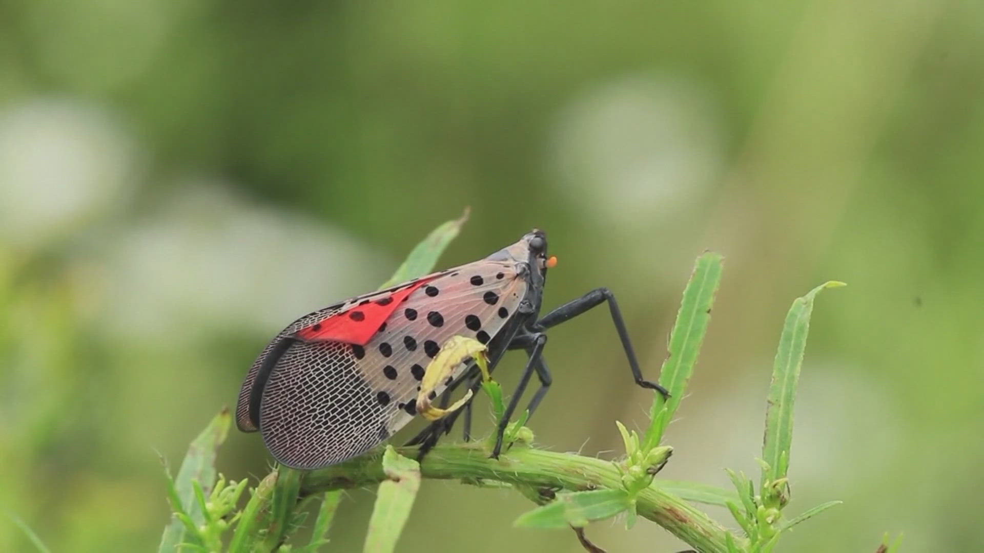 Unfortunately, state officials say the spotted lanternflies are here to stay.