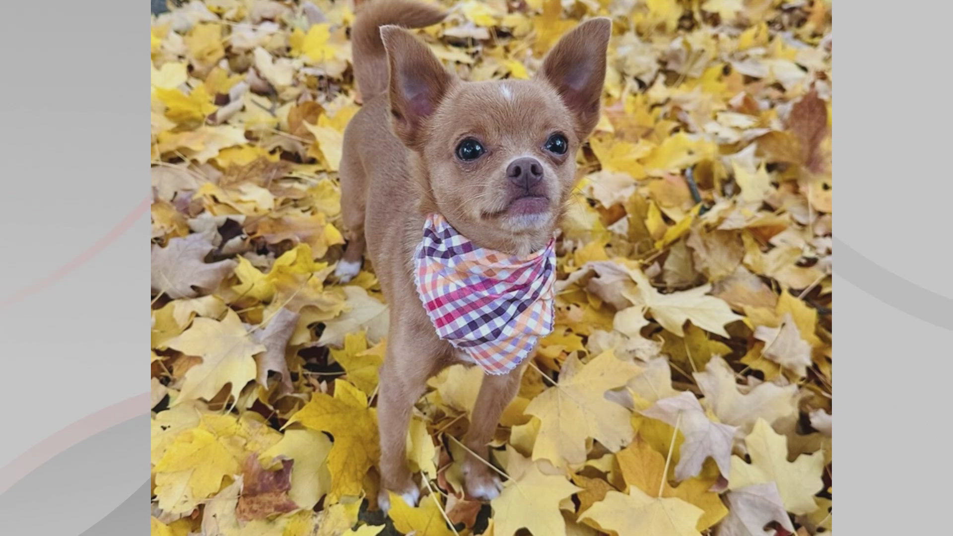 We’re introducing you to Lola for this edition of Doggone Weather on Friday, Nov. 29, 2024. Thanks to Stephanie and Josh from Cuyahoga Falls for the picture.