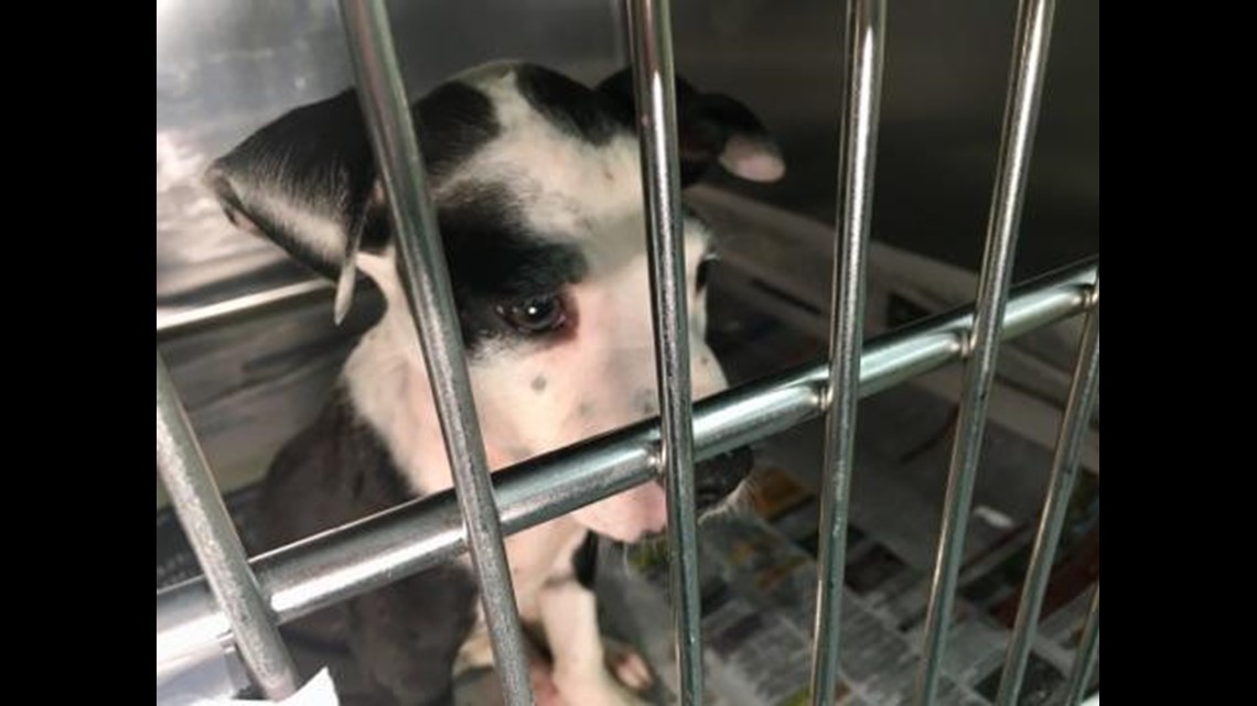 PHOTOS Parma animal shelters helps rescue 3 dozen pets from Hurricane(00)