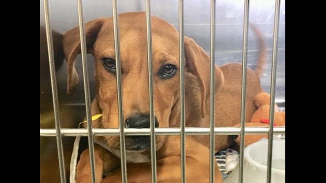 Photos Parma Animal Shelters Helps Rescue 3 Dozen Pets From Hurricane Michael Wkyc Com