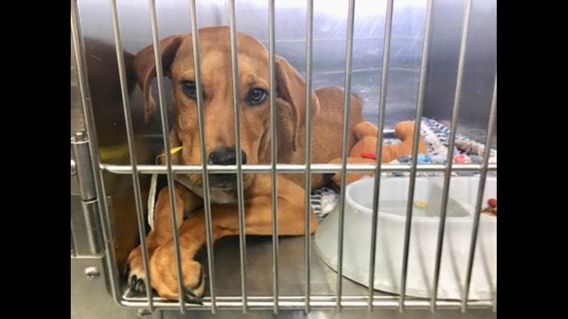 PHOTOS Parma animal shelters helps rescue 3 dozen pets from Hurricane