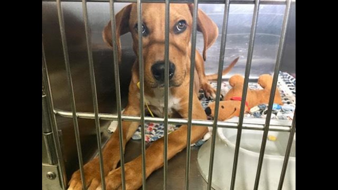 PHOTOS Parma animal shelters helps rescue 3 dozen pets from Hurricane