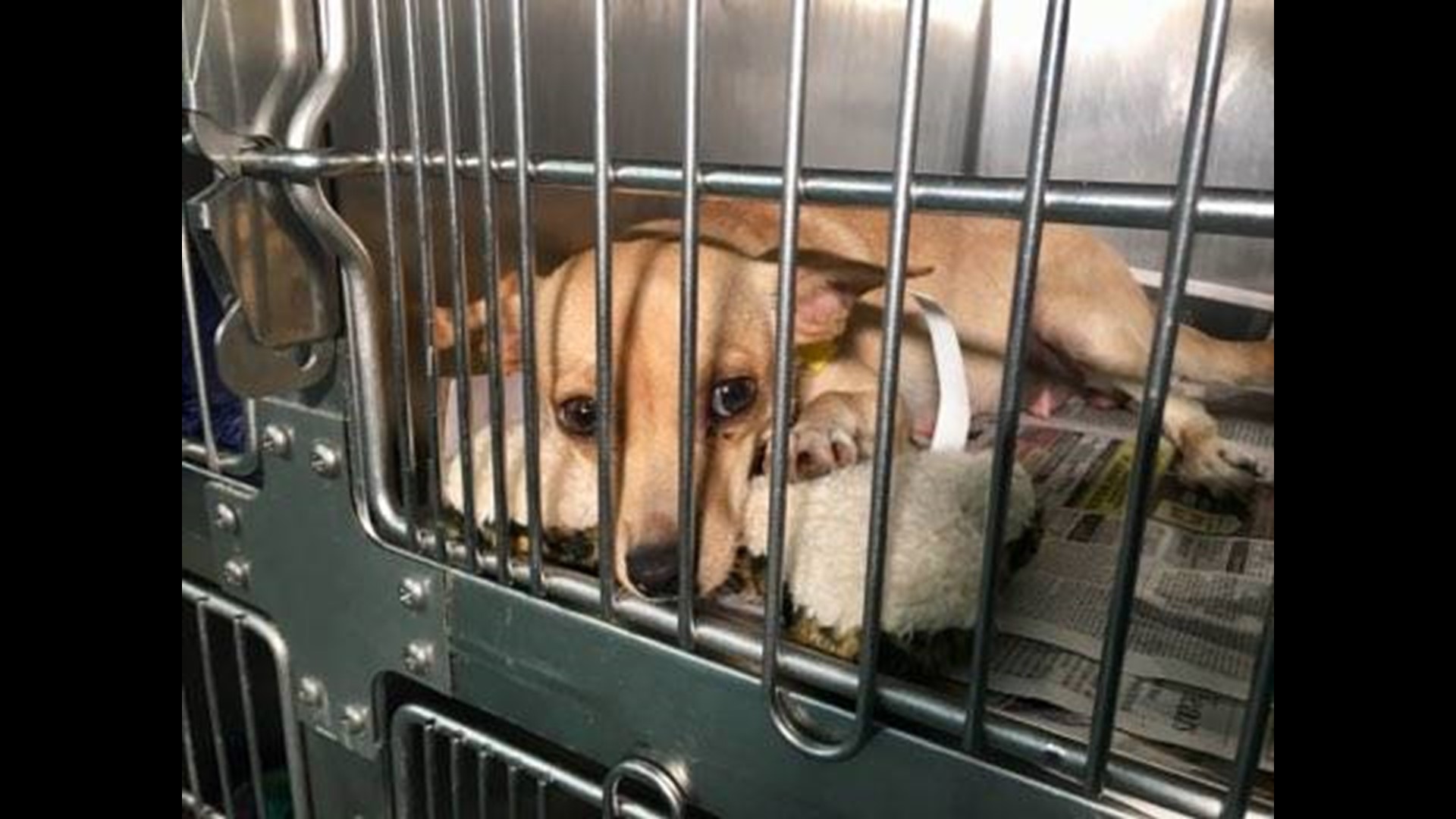 PHOTOS Parma animal shelters helps rescue 3 dozen pets from Hurricane