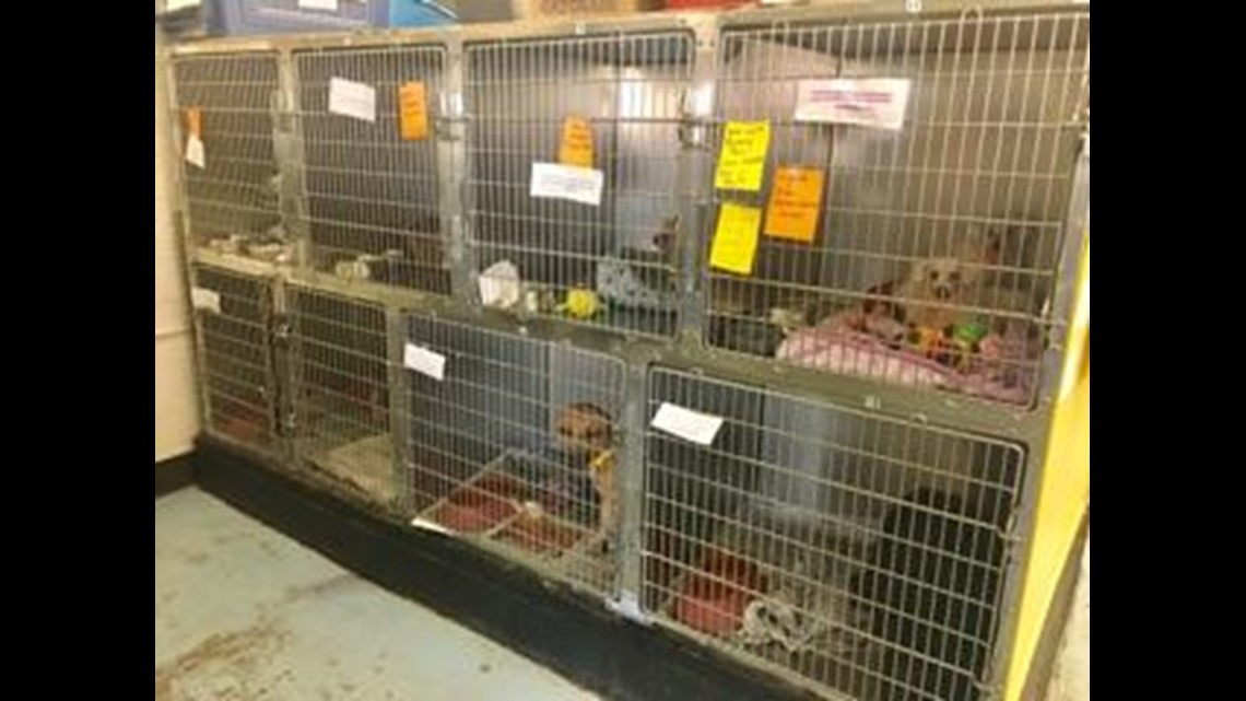 PHOTOS Parma animal shelters helps rescue 3 dozen pets from Hurricane