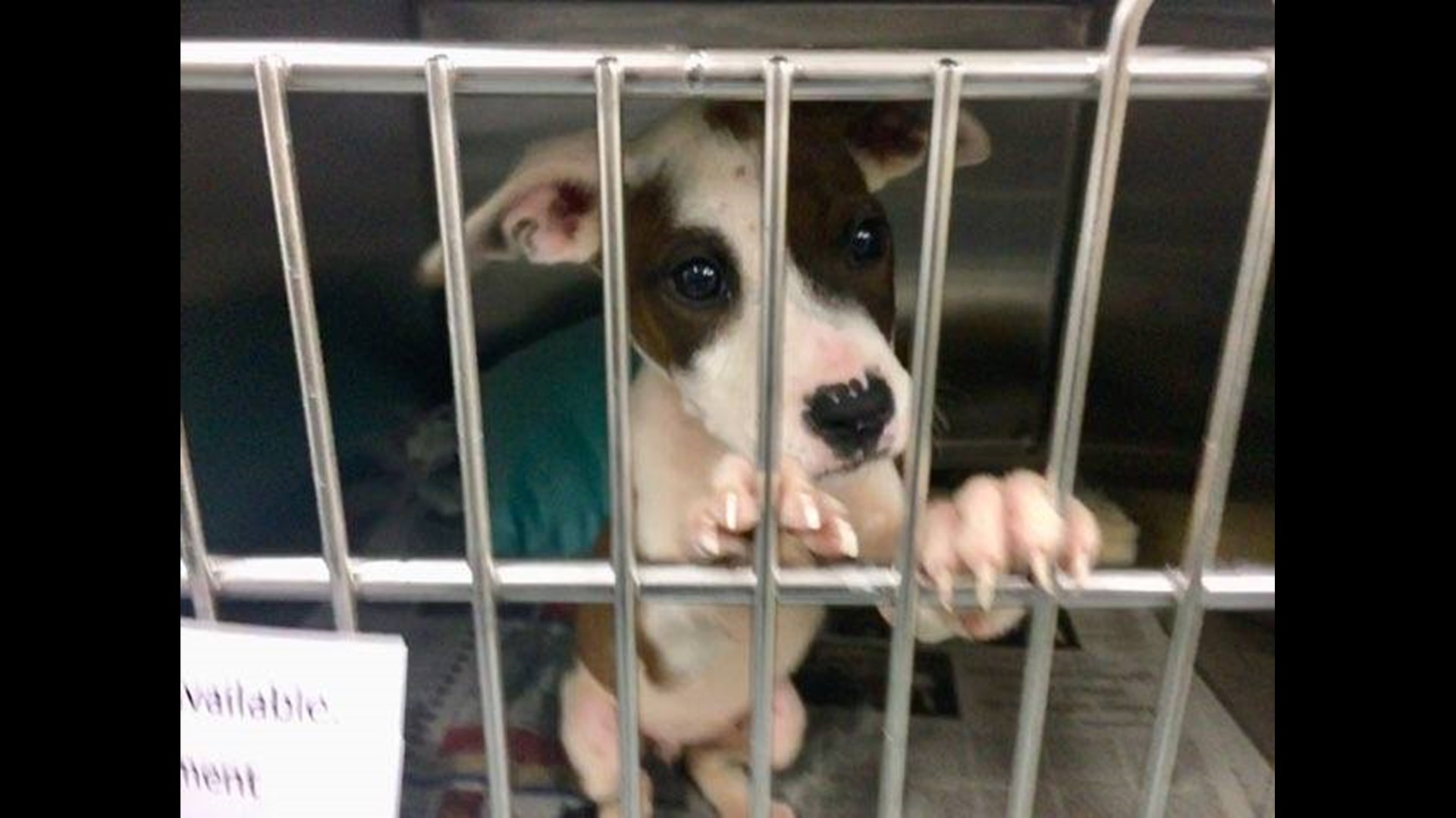 PHOTOS Parma animal shelters helps rescue 3 dozen pets from Hurricane