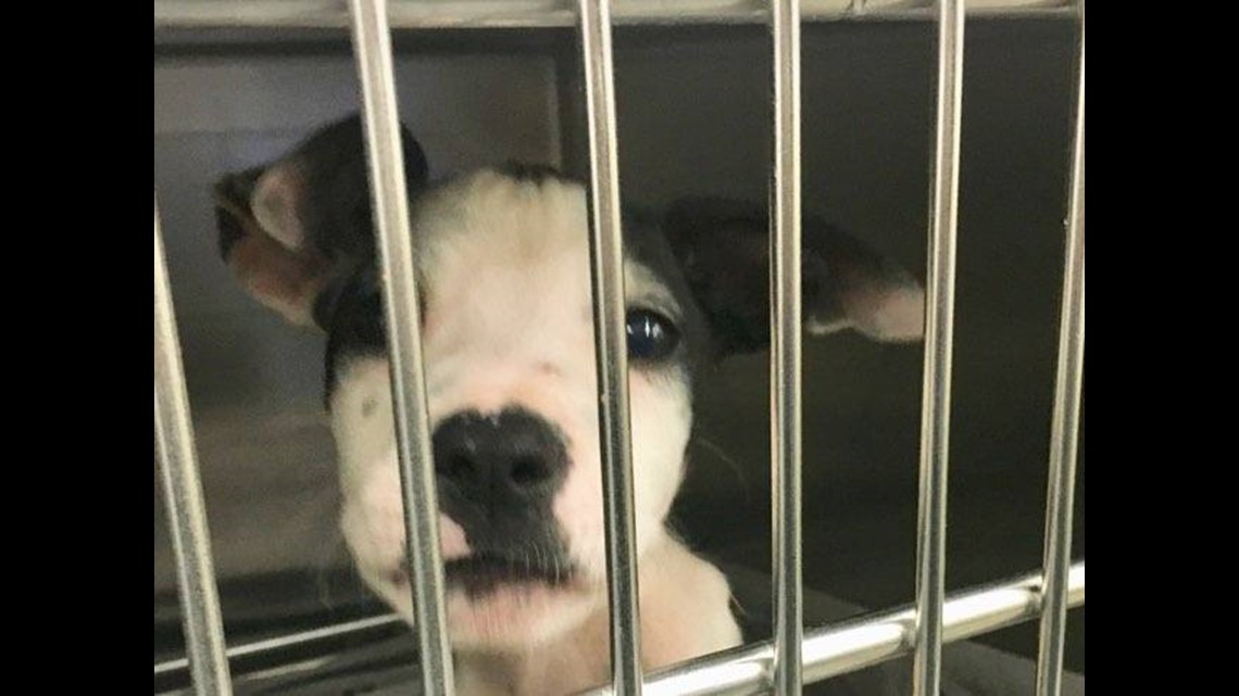 PHOTOS Parma animal shelters helps rescue 3 dozen pets from Hurricane