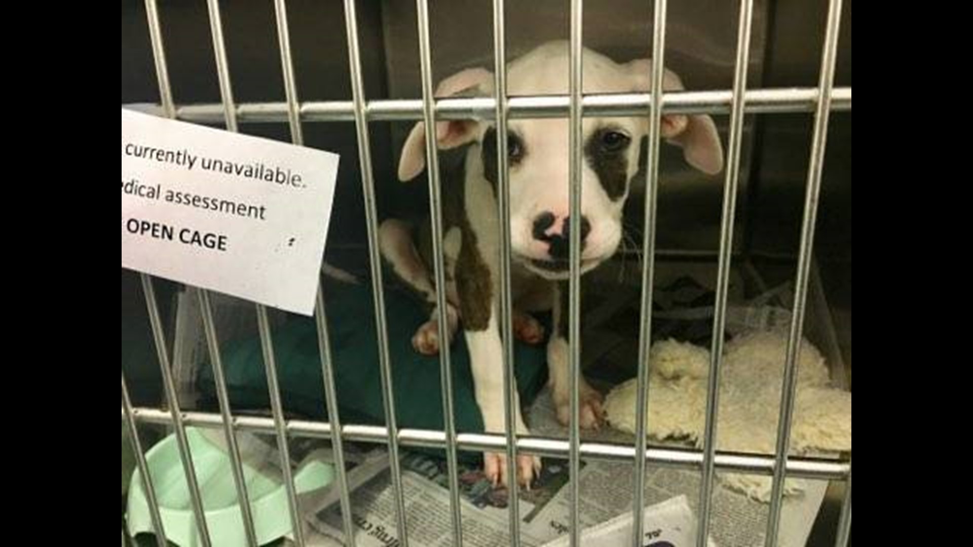 PHOTOS Parma animal shelters helps rescue 3 dozen pets from Hurricane