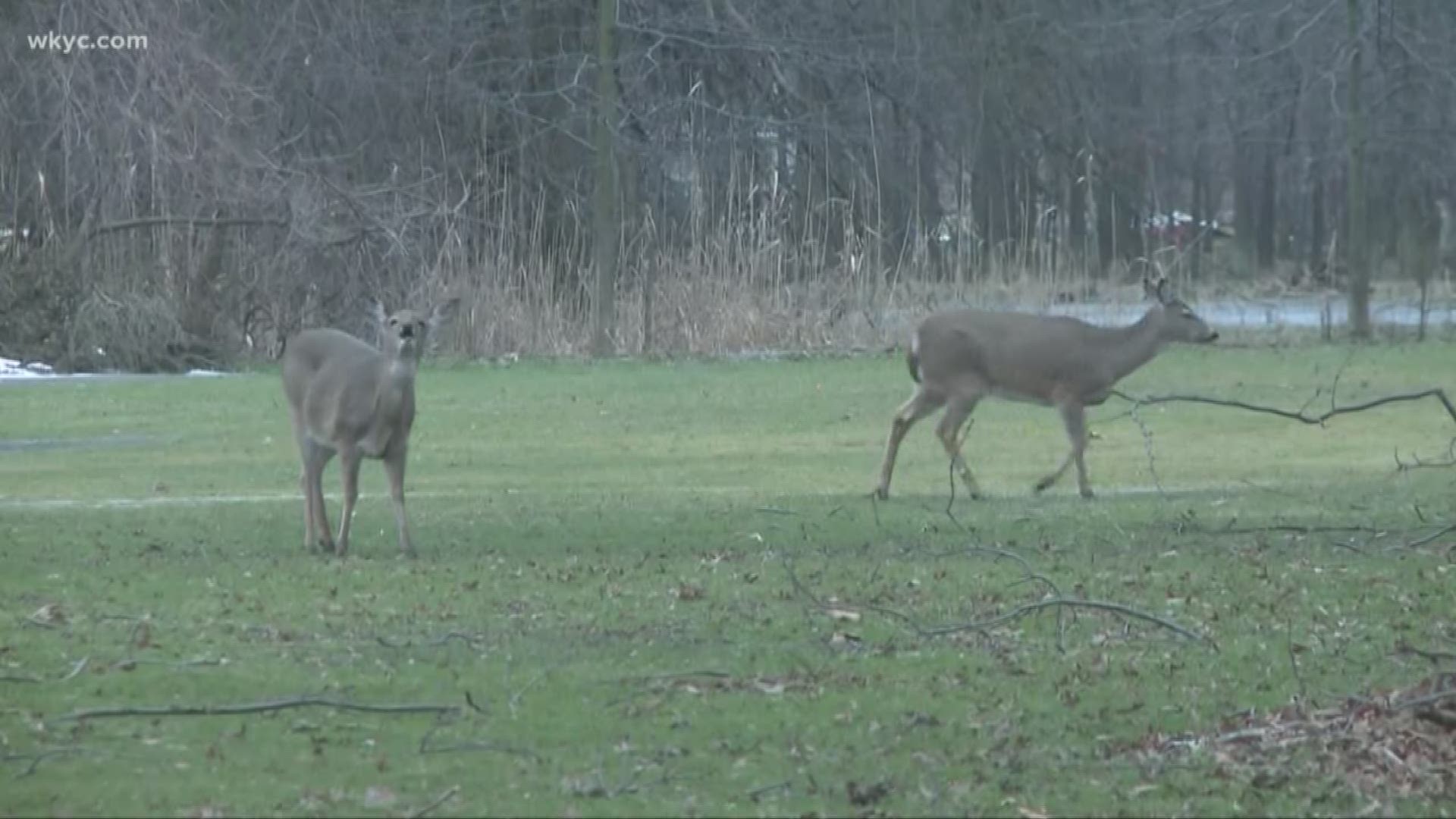 The city is making headway in dealing with deer overpopulation. Carl Bachtel reports.
