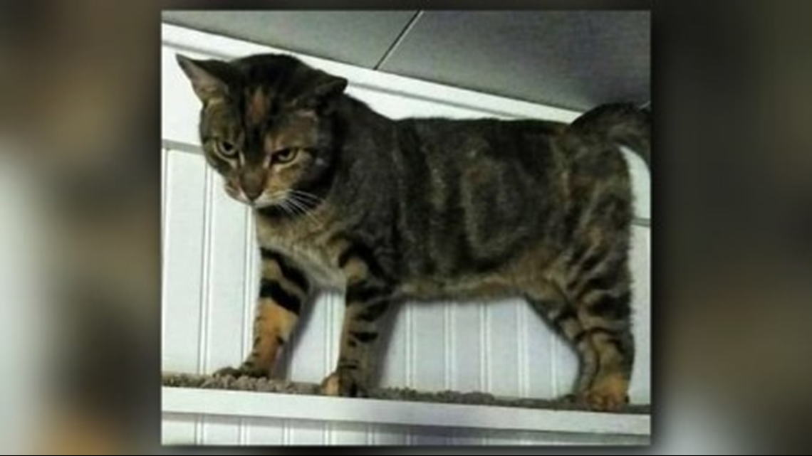 Missing cat returns home after 4 years | wkyc.com