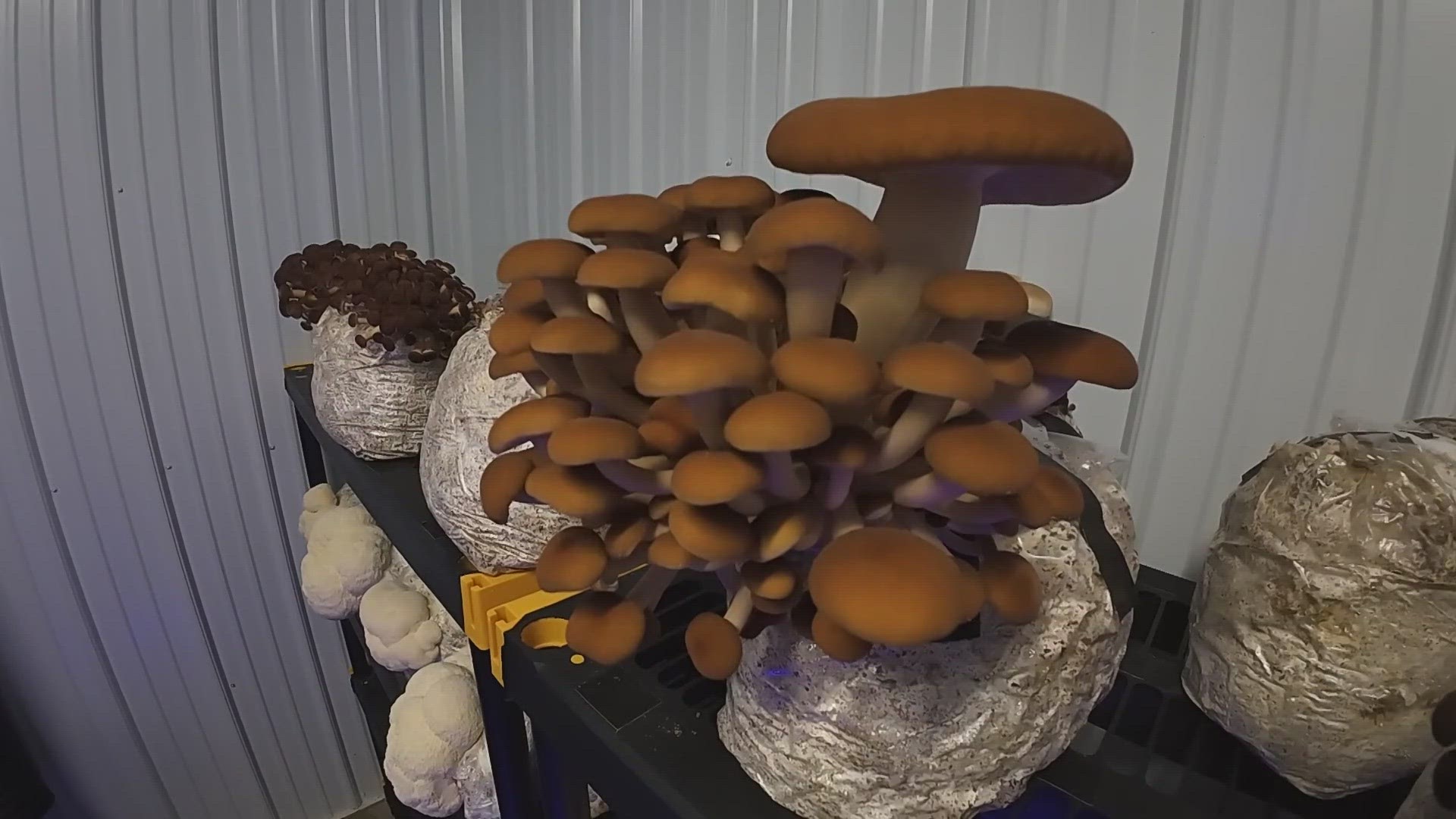 The Spore Store grows and sells mushrooms for the table and for health, with products being sold both online and at the Medina Farmers Market.