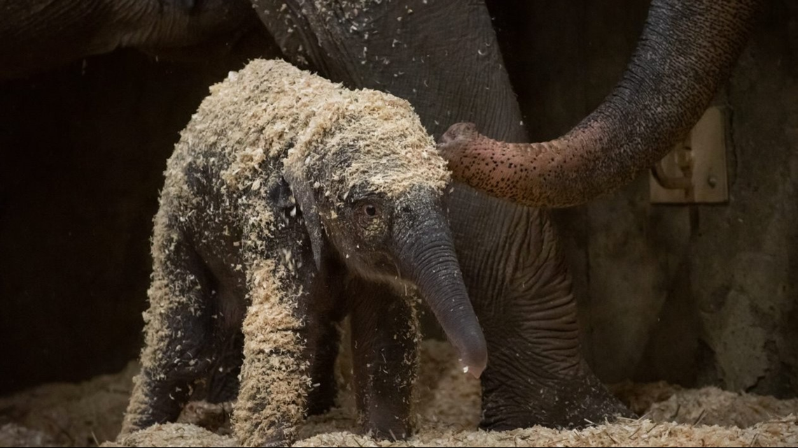 Gas Prices Columbus Ohio >> Baby elephant born at Columbus Zoo | wkyc.com Gas Prices Columbus Ohio >> Baby elephant born at Columbus Zoo | wkyc.com