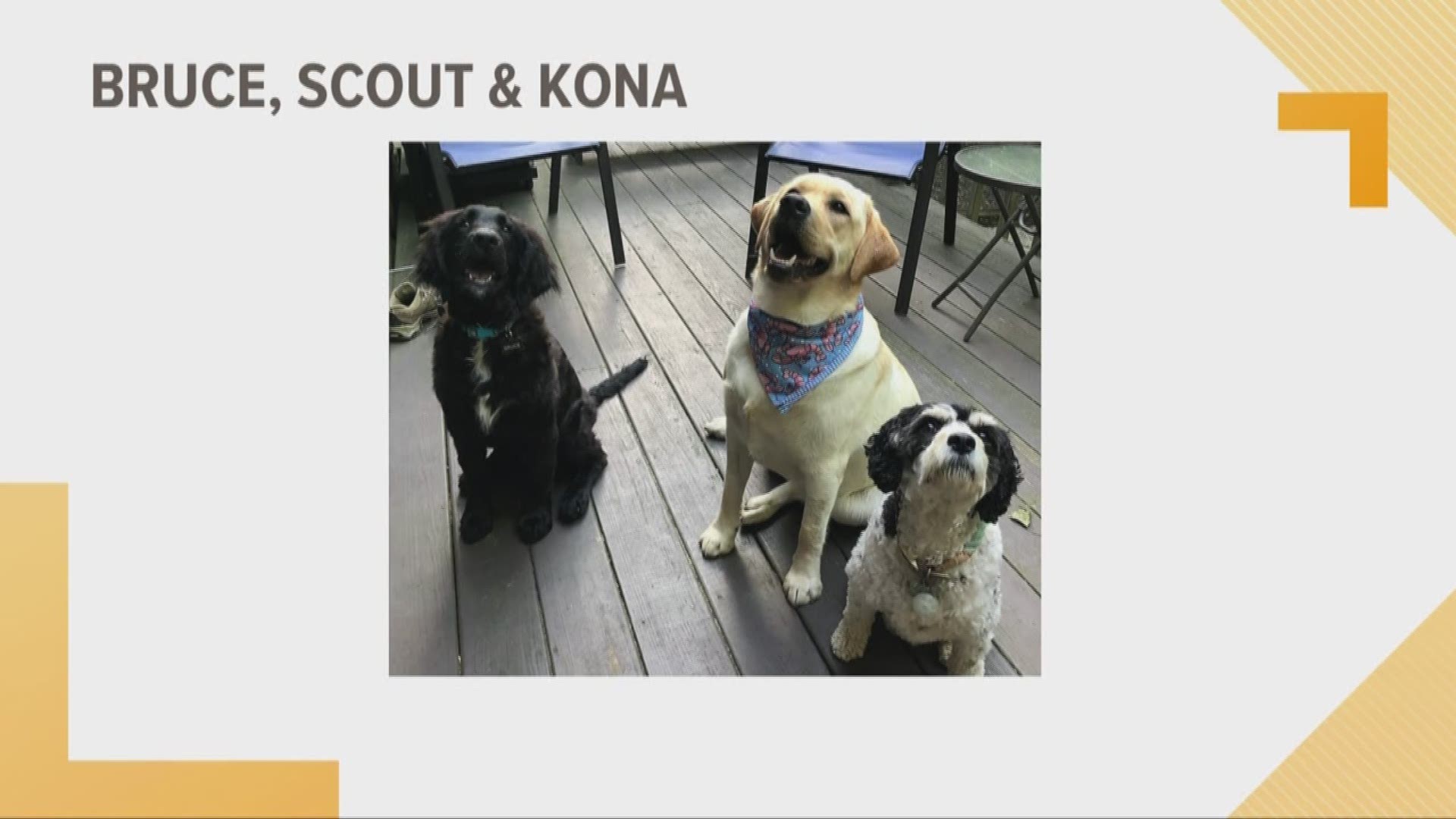Doggone Weather: Bruce, Scout & Kona