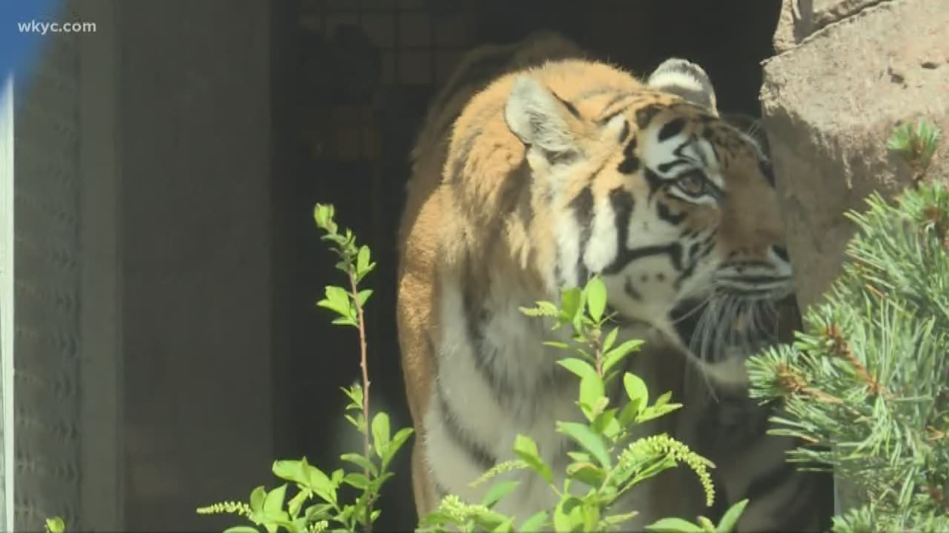 Tiger at NYC's Bronx Zoo tests positive for COVID-19