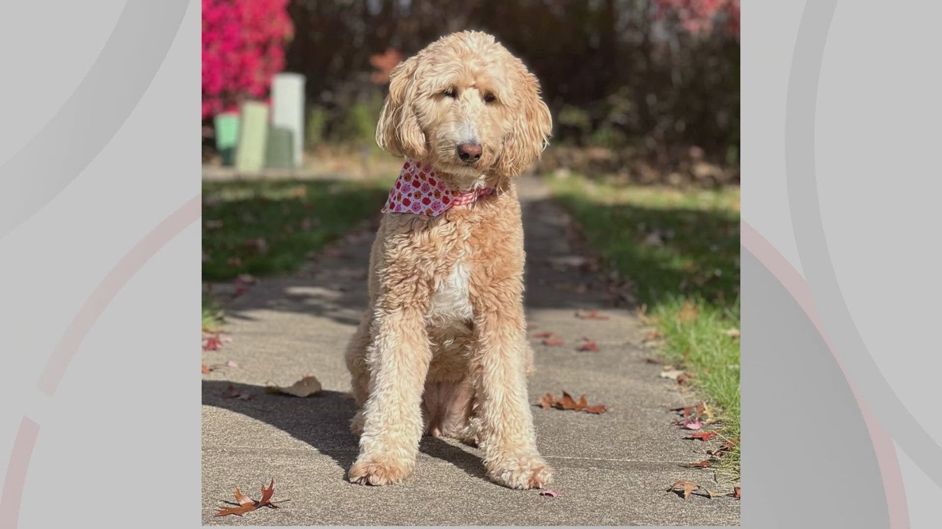 We’re introducing you to Charlotte for this edition of Doggone Weather on Monday, Nov. 18, 2024. Thanks to Susie for sending in the picture.